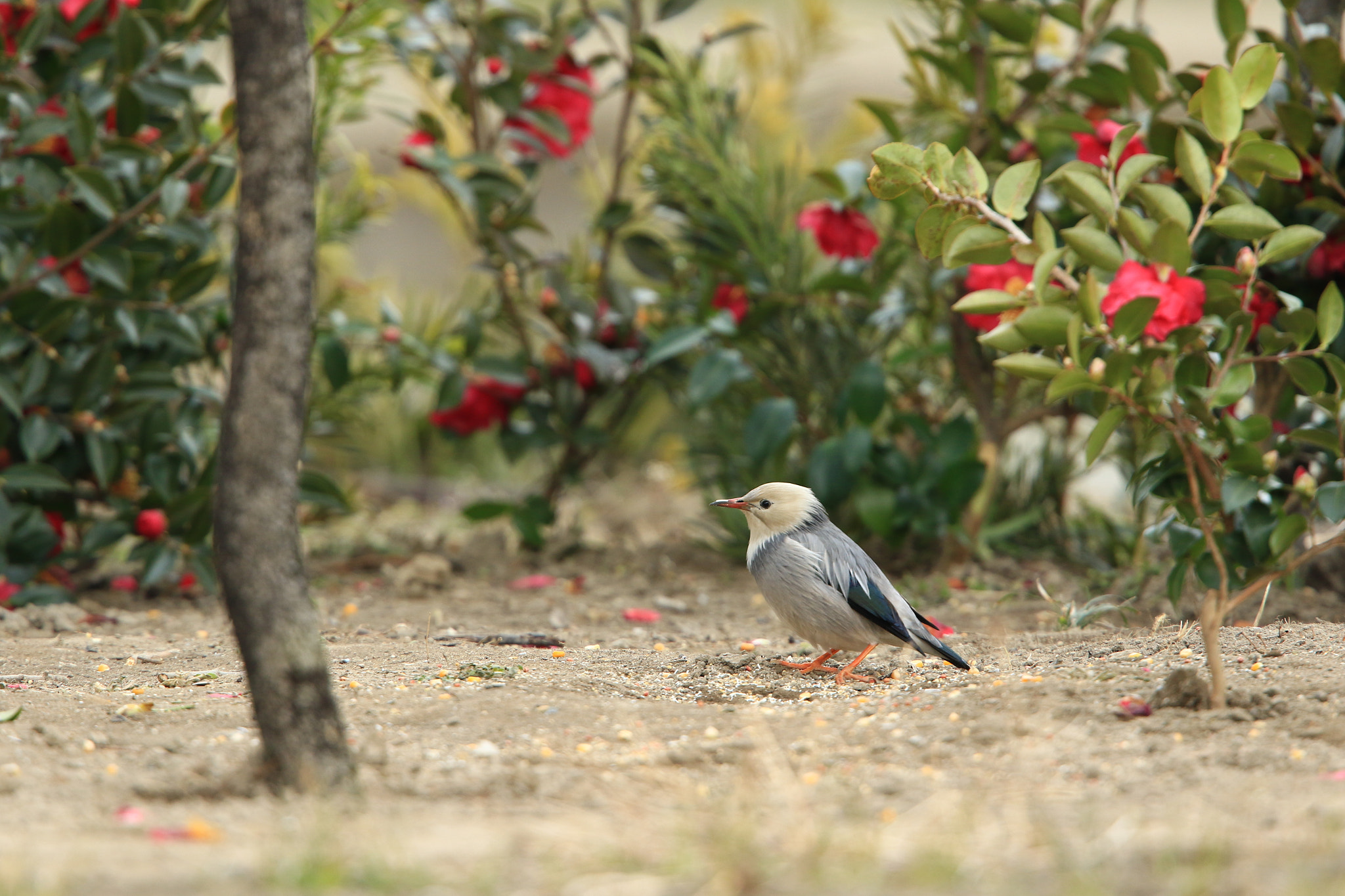 Canon EOS 7D Mark II + Canon EF 400mm F2.8L IS USM sample photo. Red-billed starling ギンムクドリ photography