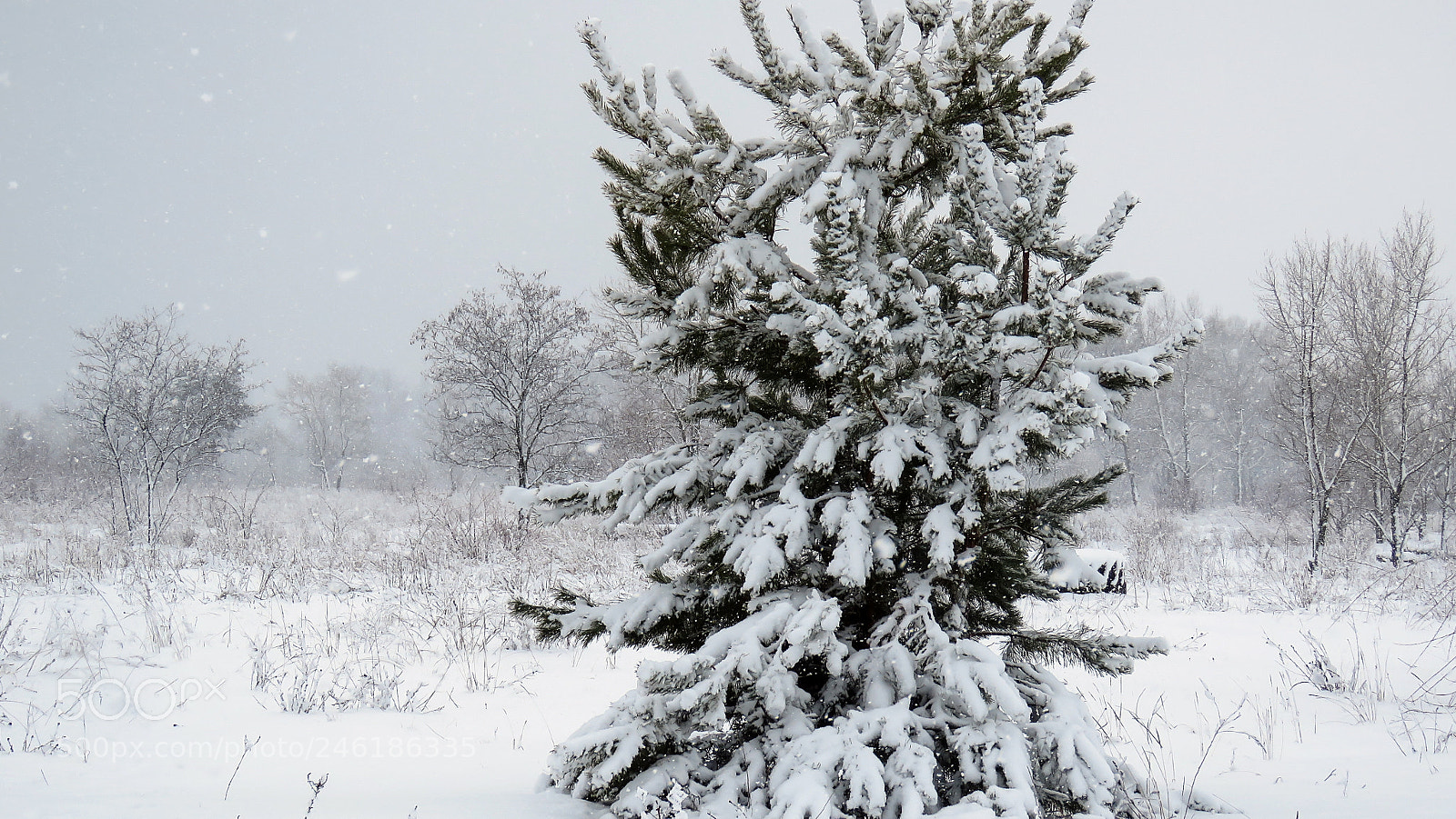 Canon PowerShot SX60 HS sample photo. Snow winter landscape photography