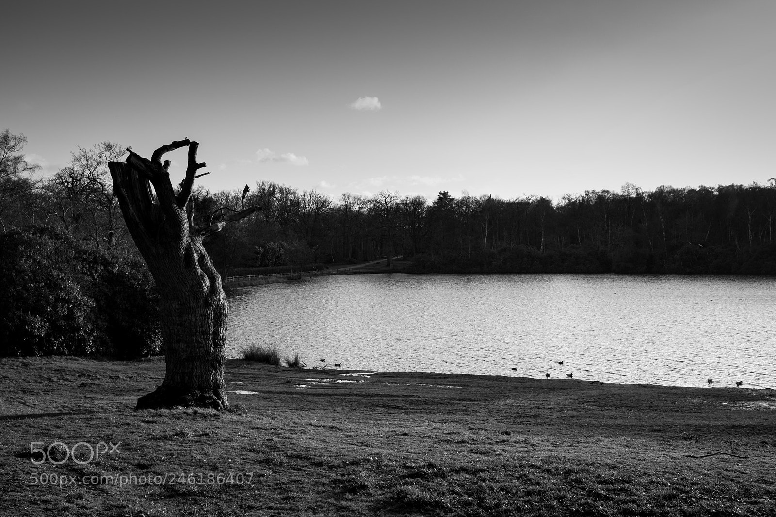 Fujifilm X-Pro2 sample photo. Windsor great park photography