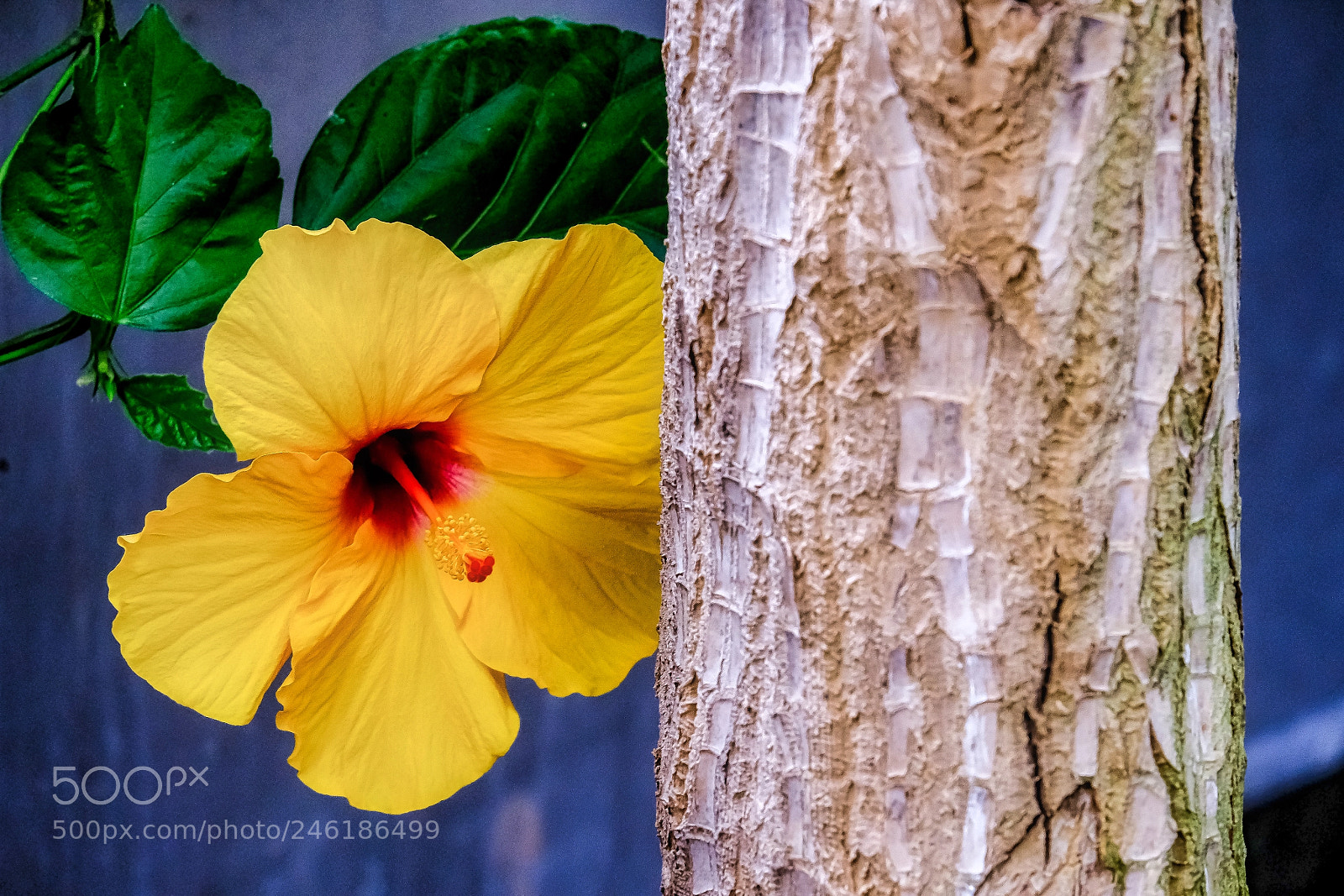 Fujifilm X-T2 sample photo. Beauty behind the tree photography