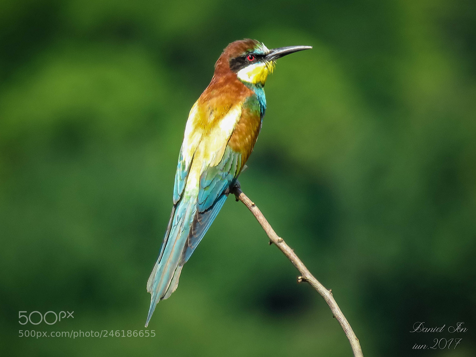 Canon PowerShot SX60 HS sample photo. Prigoria merops apiaster ordinul photography