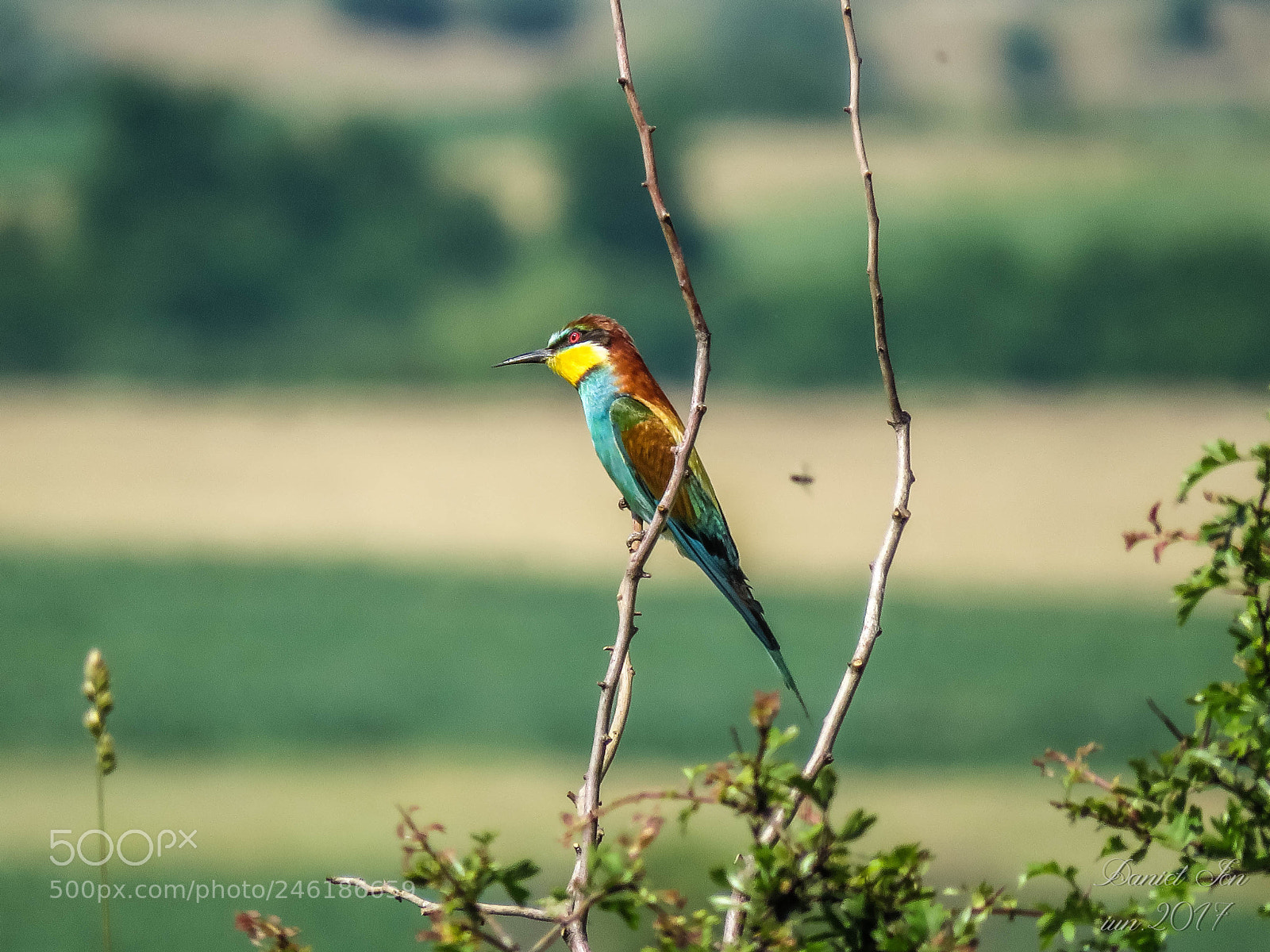 Canon PowerShot SX60 HS sample photo. Prigoria merops apiaster ordinul photography