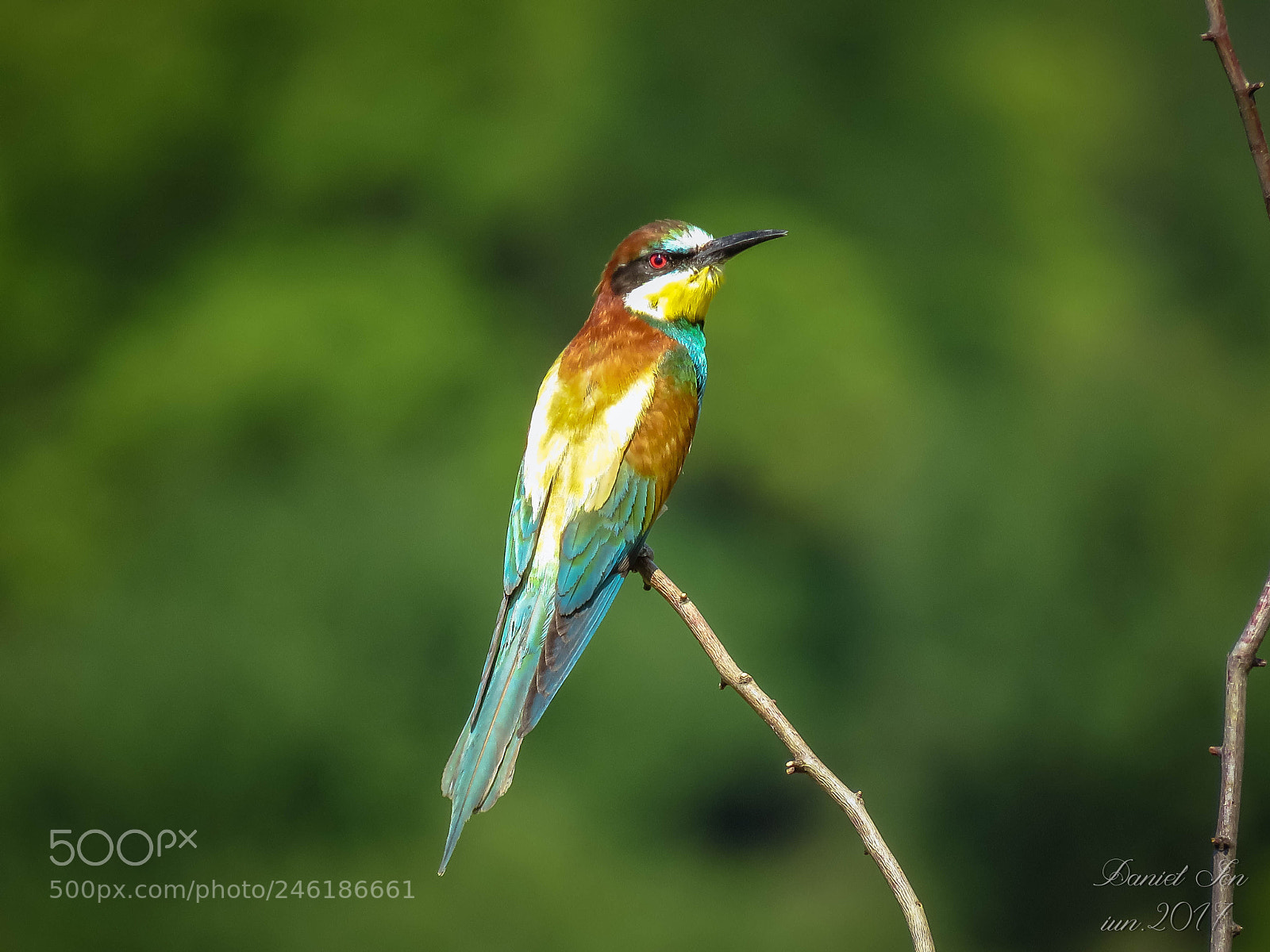 Canon PowerShot SX60 HS sample photo. Prigoria merops apiaster ordinul photography