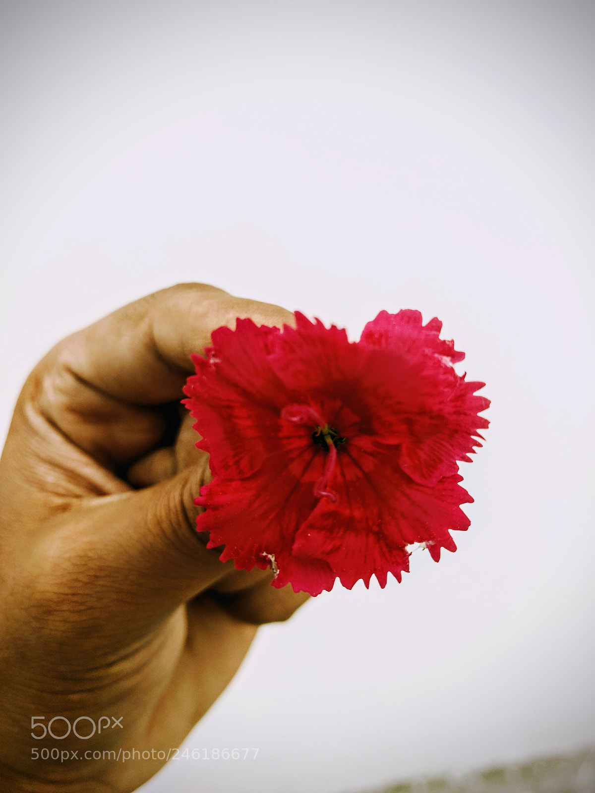 Motorola Moto G (4) sample photo. Flower bud in hand photography