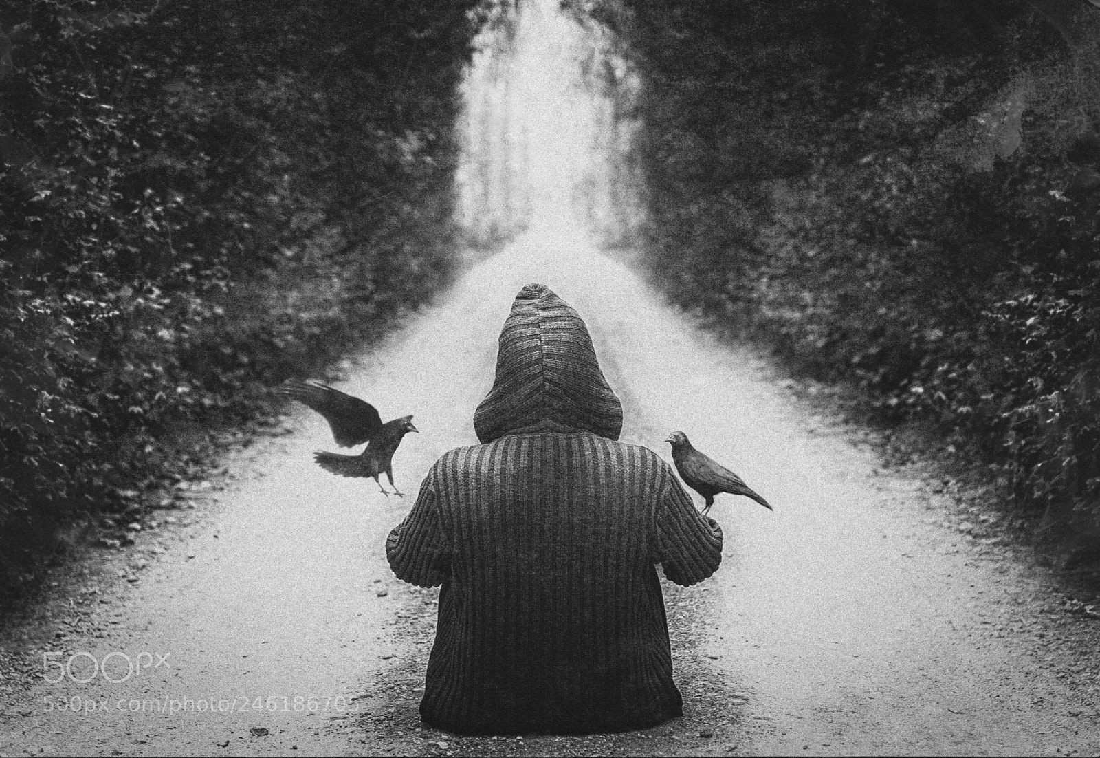 Nikon D7200 sample photo. The crow master photography
