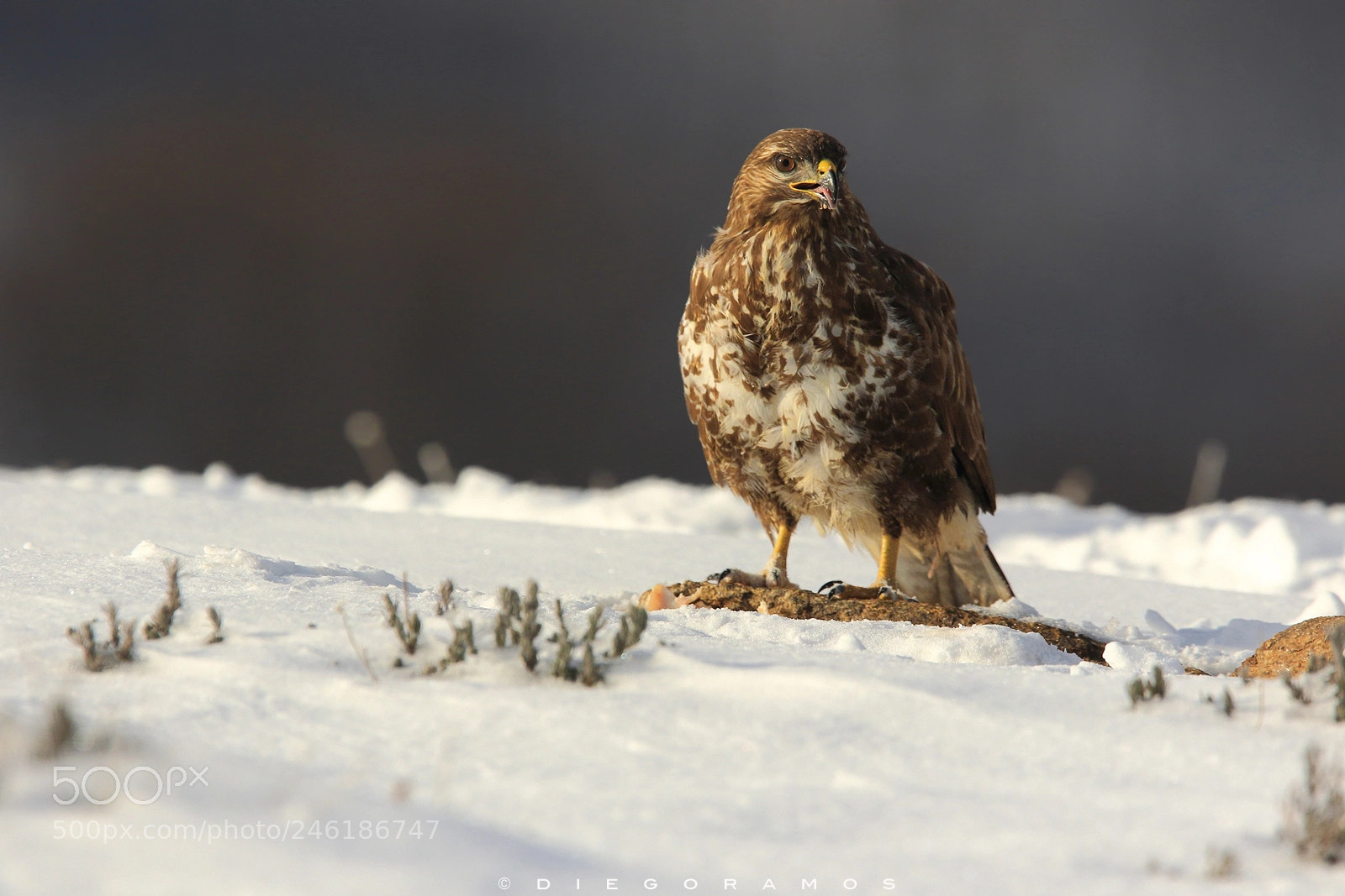 Canon EOS 7D Mark II sample photo. Winter busard photography