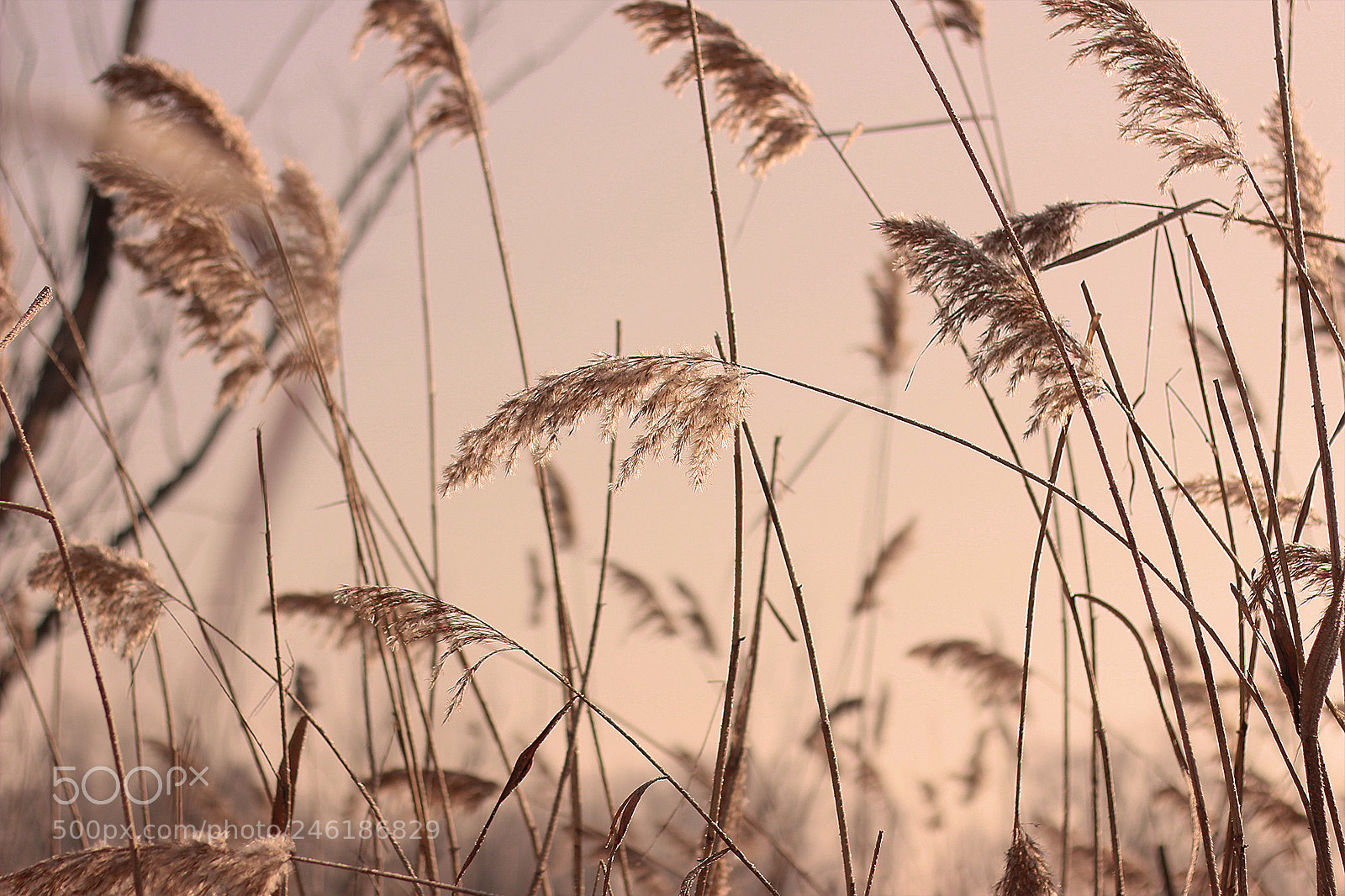 Canon EOS 60D sample photo. Untitled photography