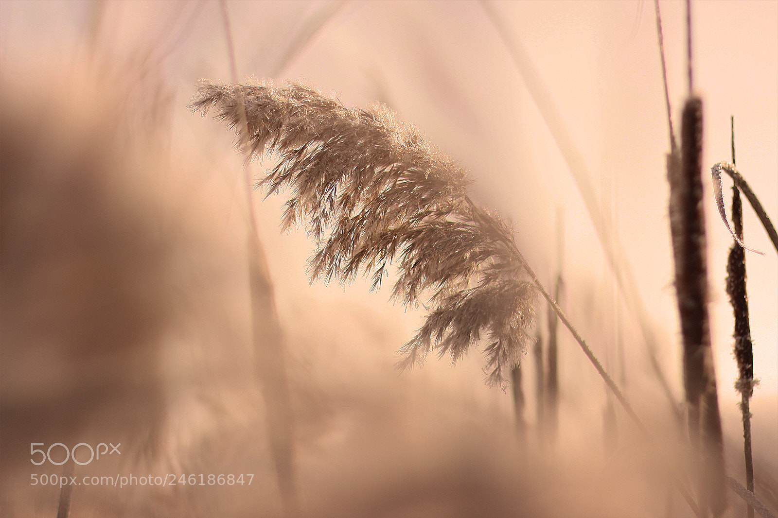 Canon EOS 60D sample photo. Untitled photography