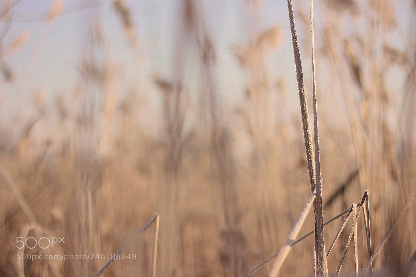 Canon EOS 60D sample photo. Untitled photography