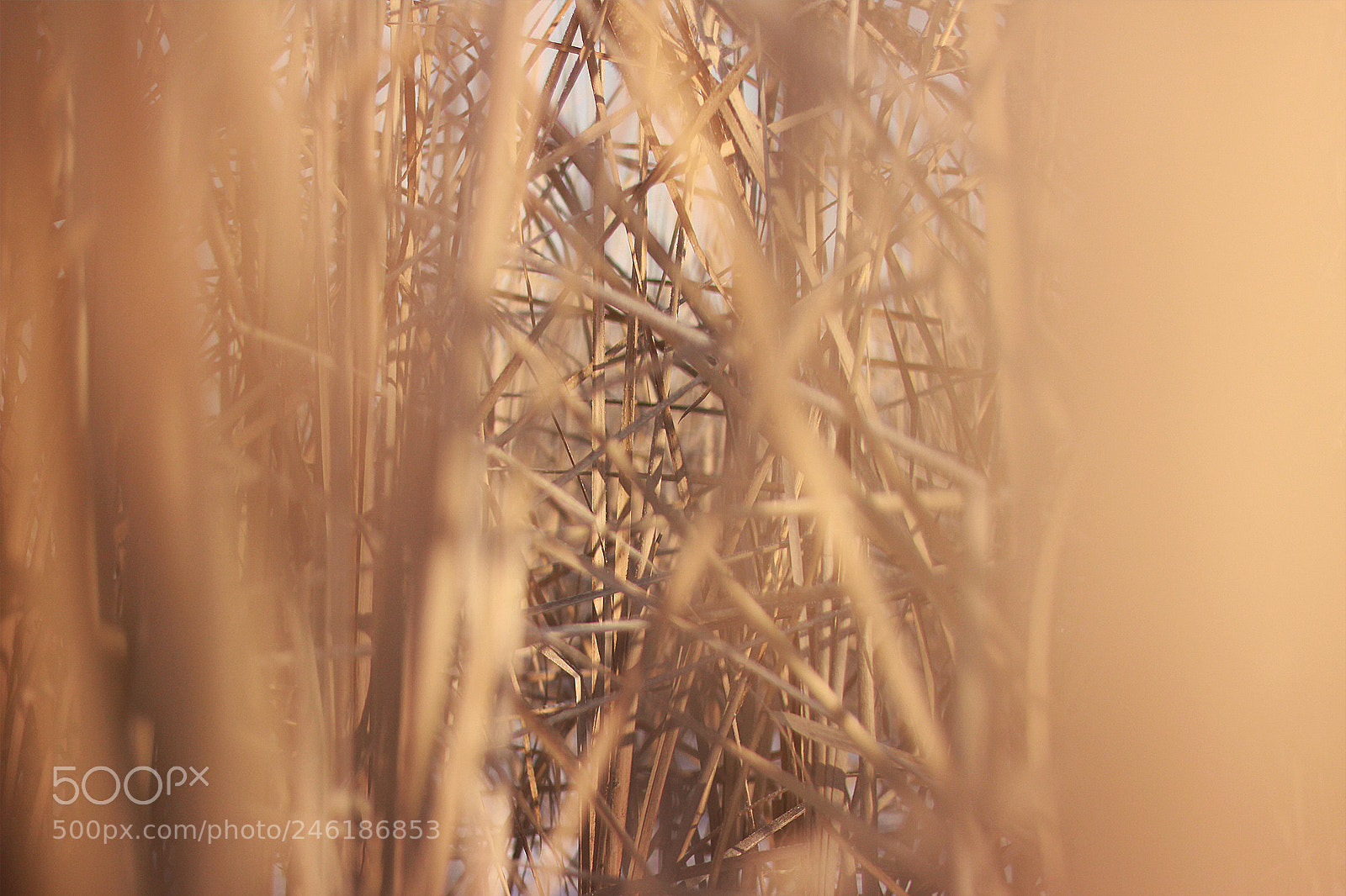 Canon EOS 60D sample photo. Untitled photography