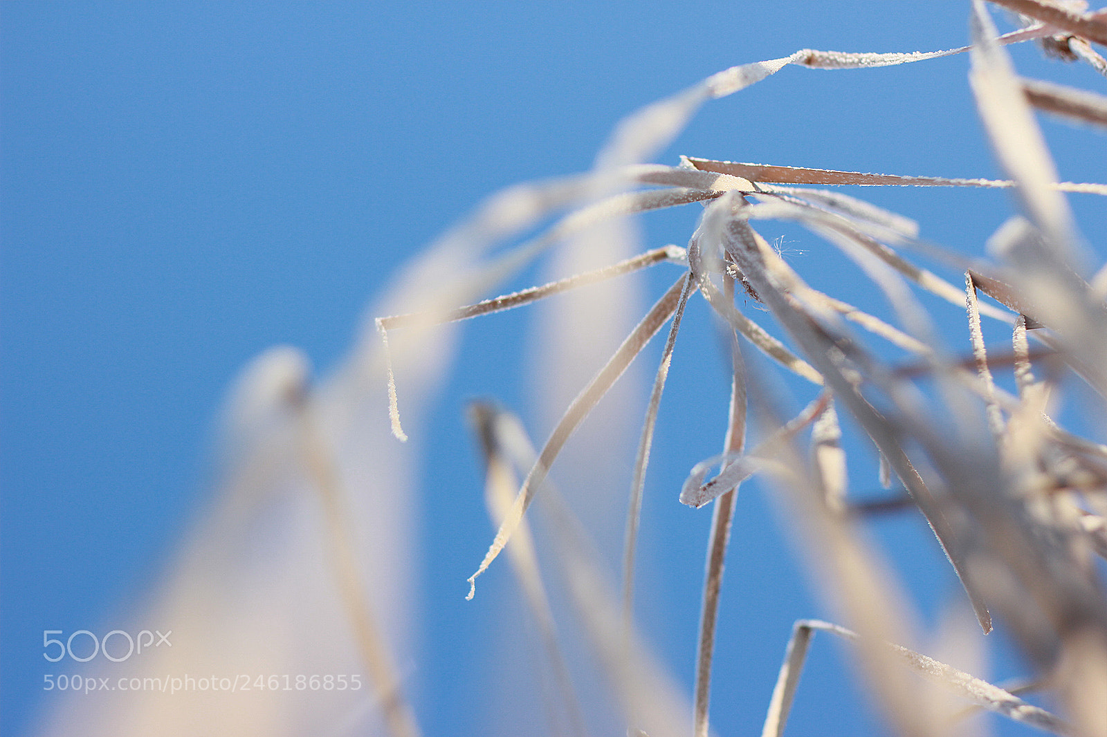 Canon EOS 60D sample photo. Untitled photography