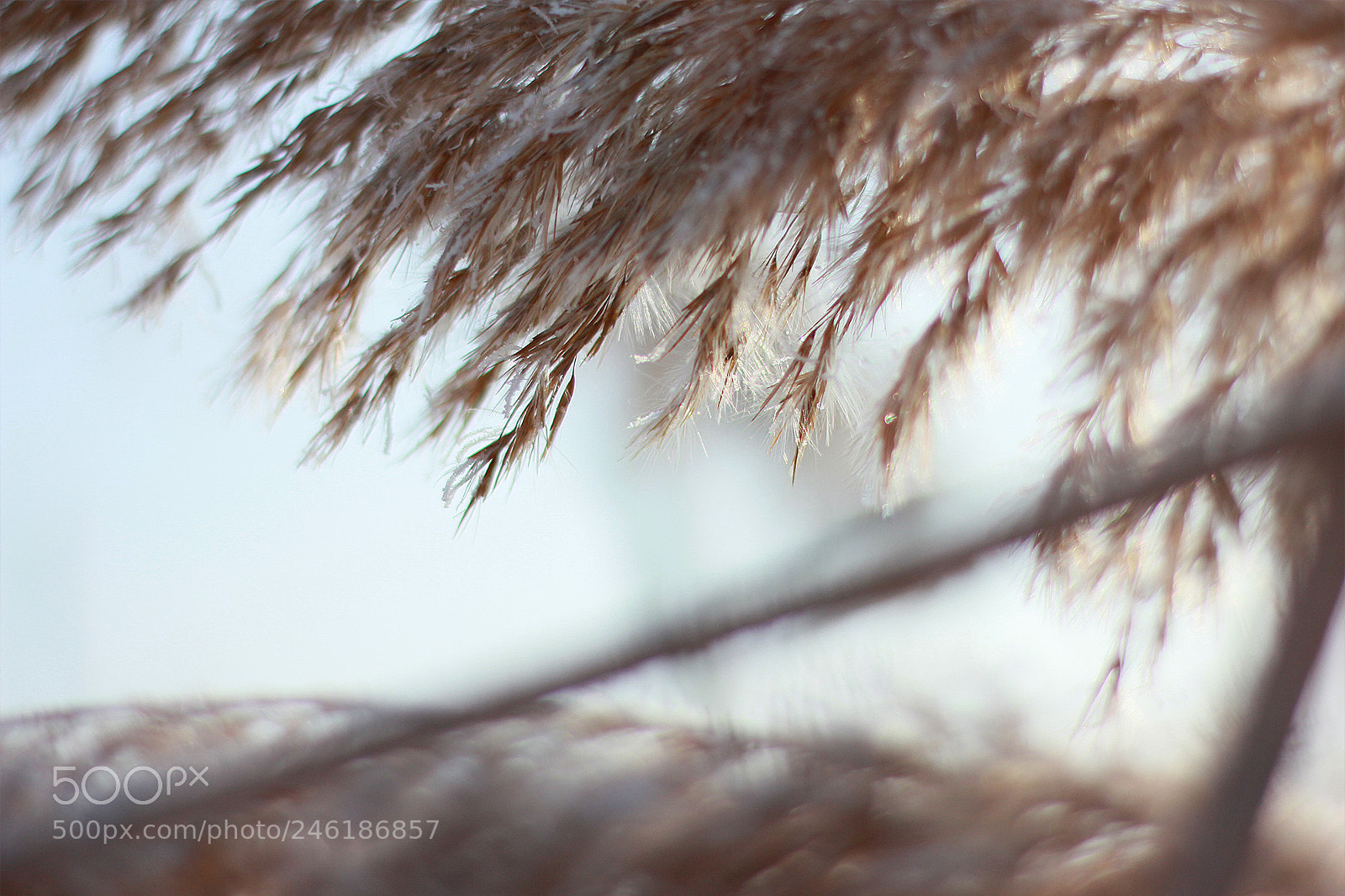 Canon EOS 60D sample photo. Untitled photography