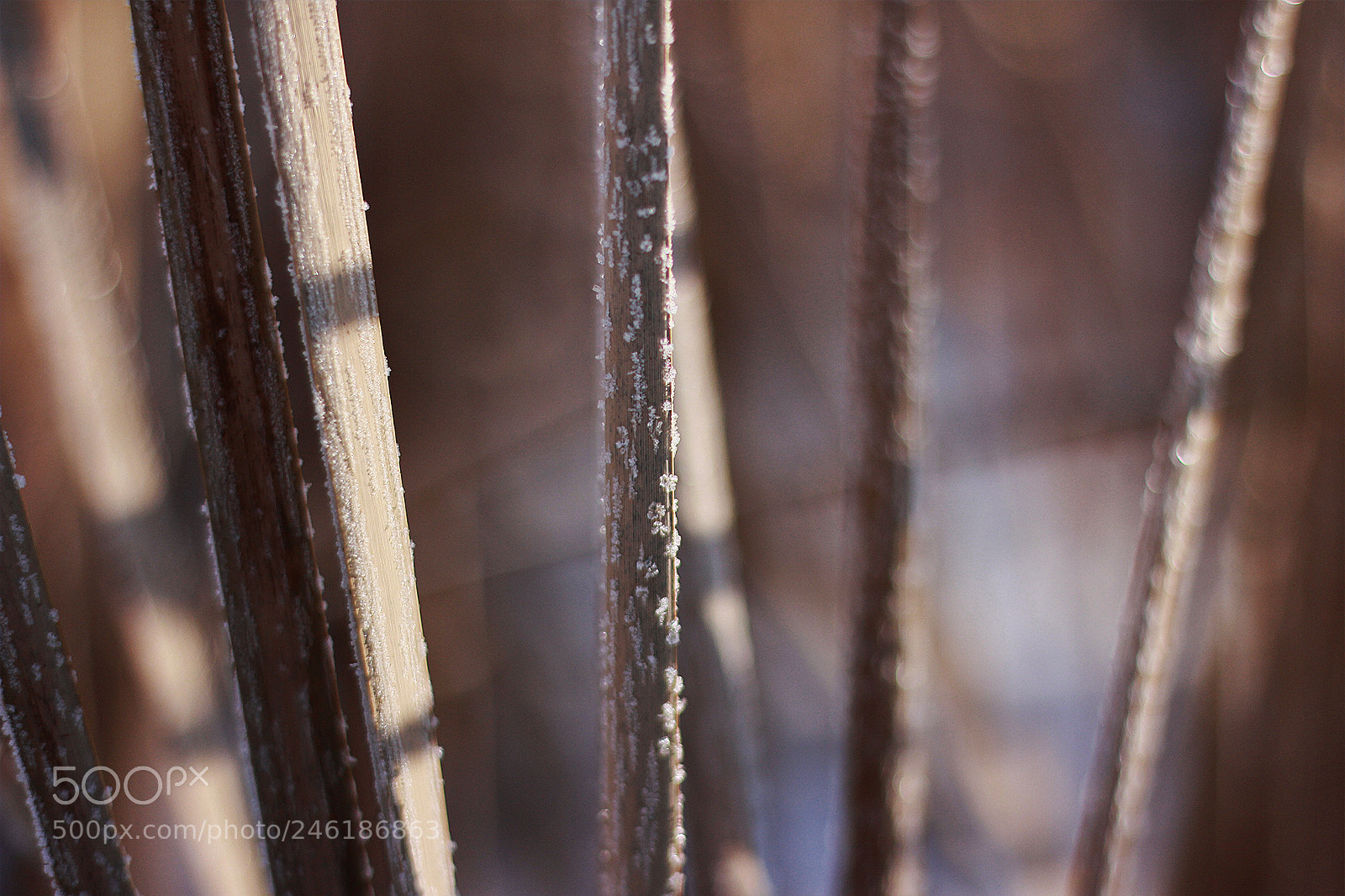 Canon EOS 60D sample photo. Untitled photography