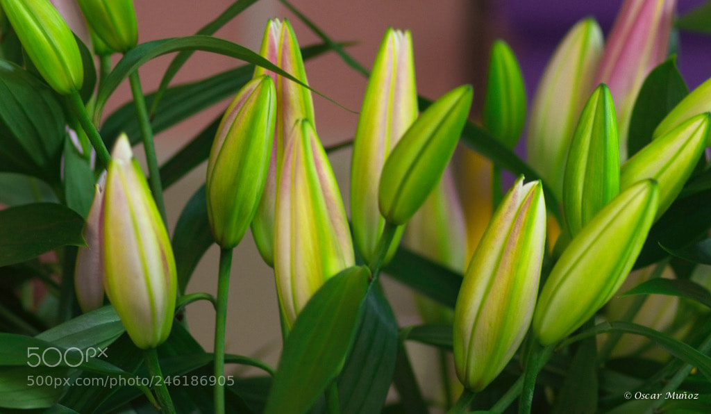 Canon EOS 7D sample photo. Untitled photography