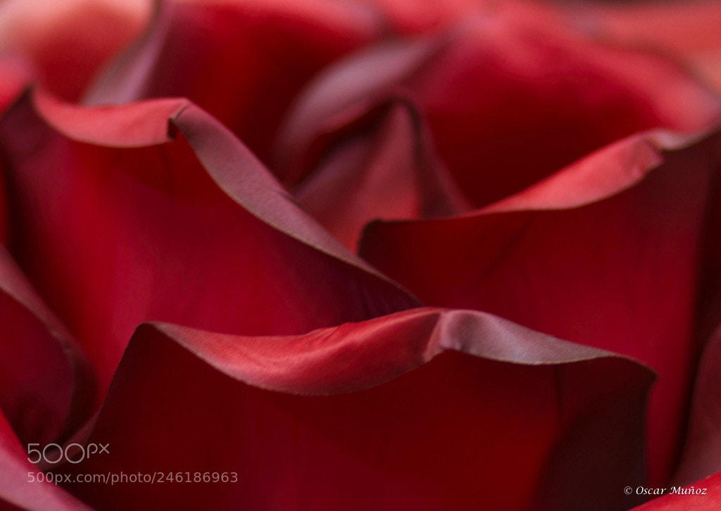 Canon EOS 7D sample photo. Untitled photography