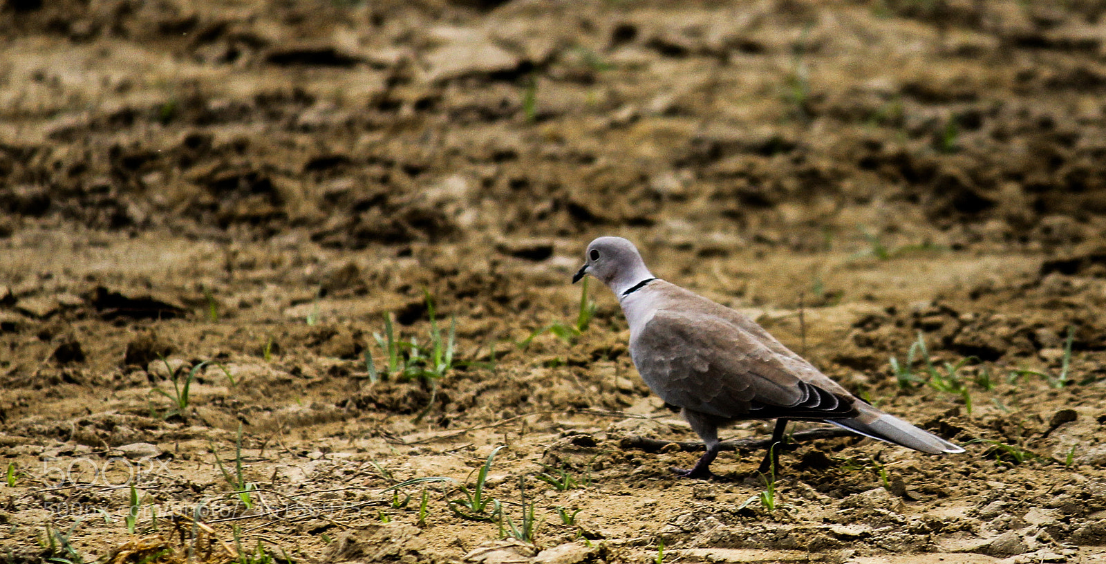 Canon EOS 600D (Rebel EOS T3i / EOS Kiss X5) sample photo. A bird lands on photography