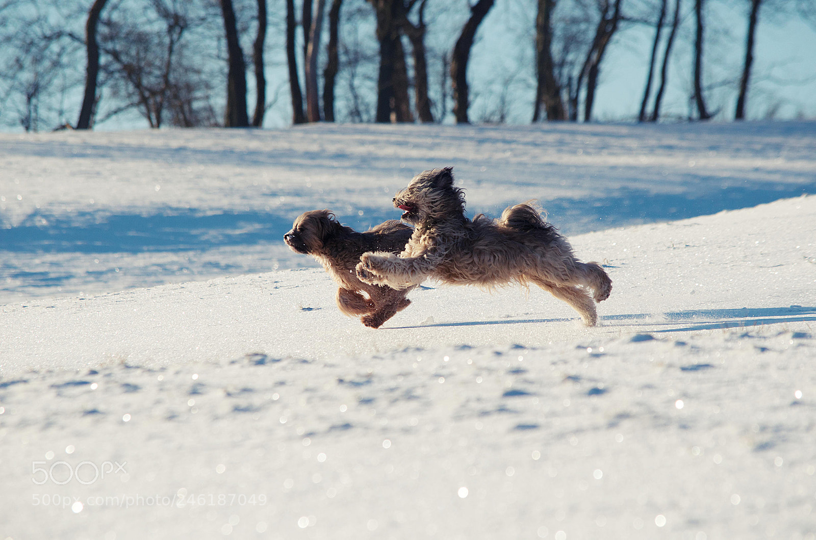 Nikon D5100 sample photo. Doggy olympic games photography