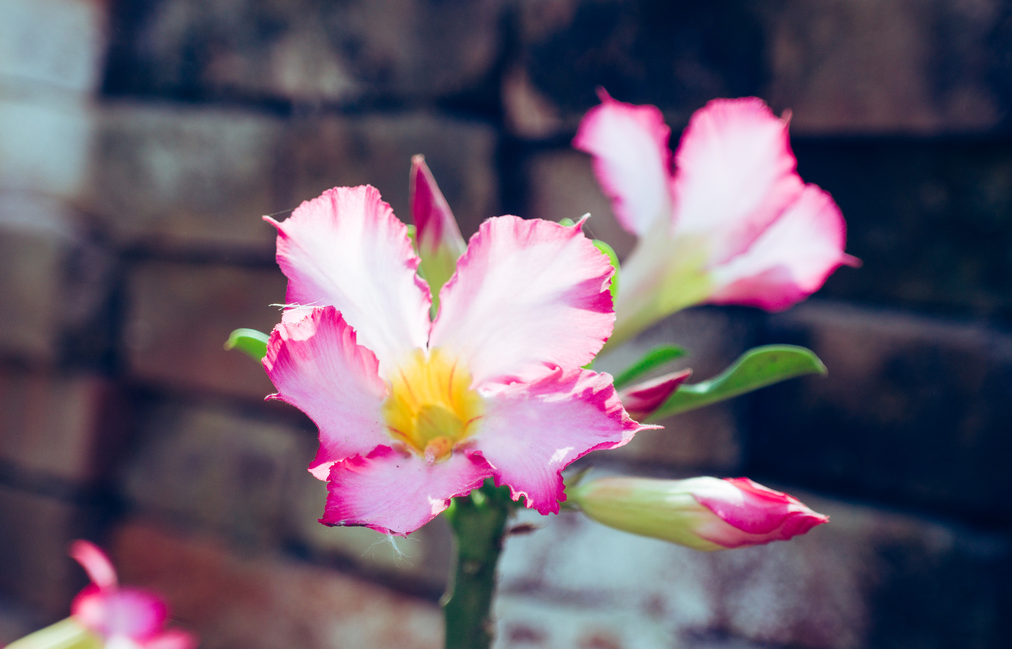 YI TECHNOLOGY M1 sample photo. Flower near the wall photography