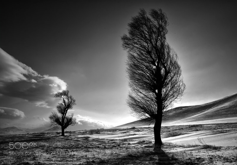 Canon EOS-1Ds Mark II sample photo. From "the tree collection" photography