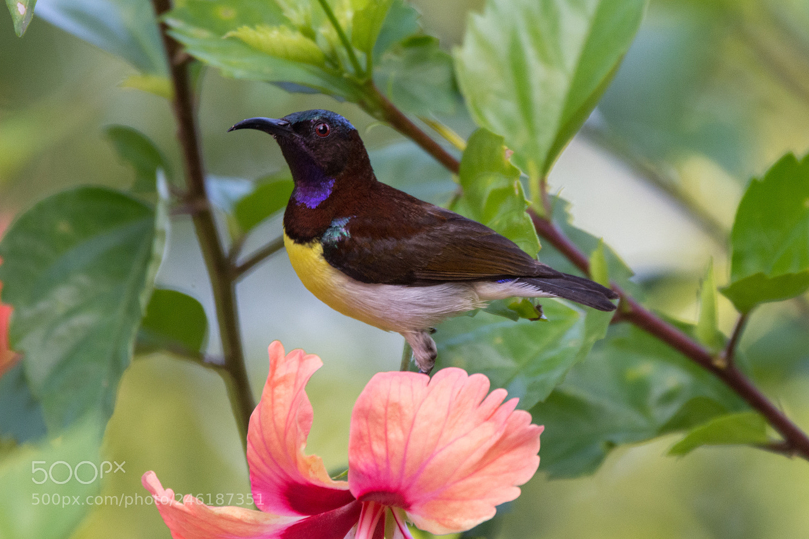 Nikon D7200 sample photo. Purple rumped sunbird (dsc_4463) photography