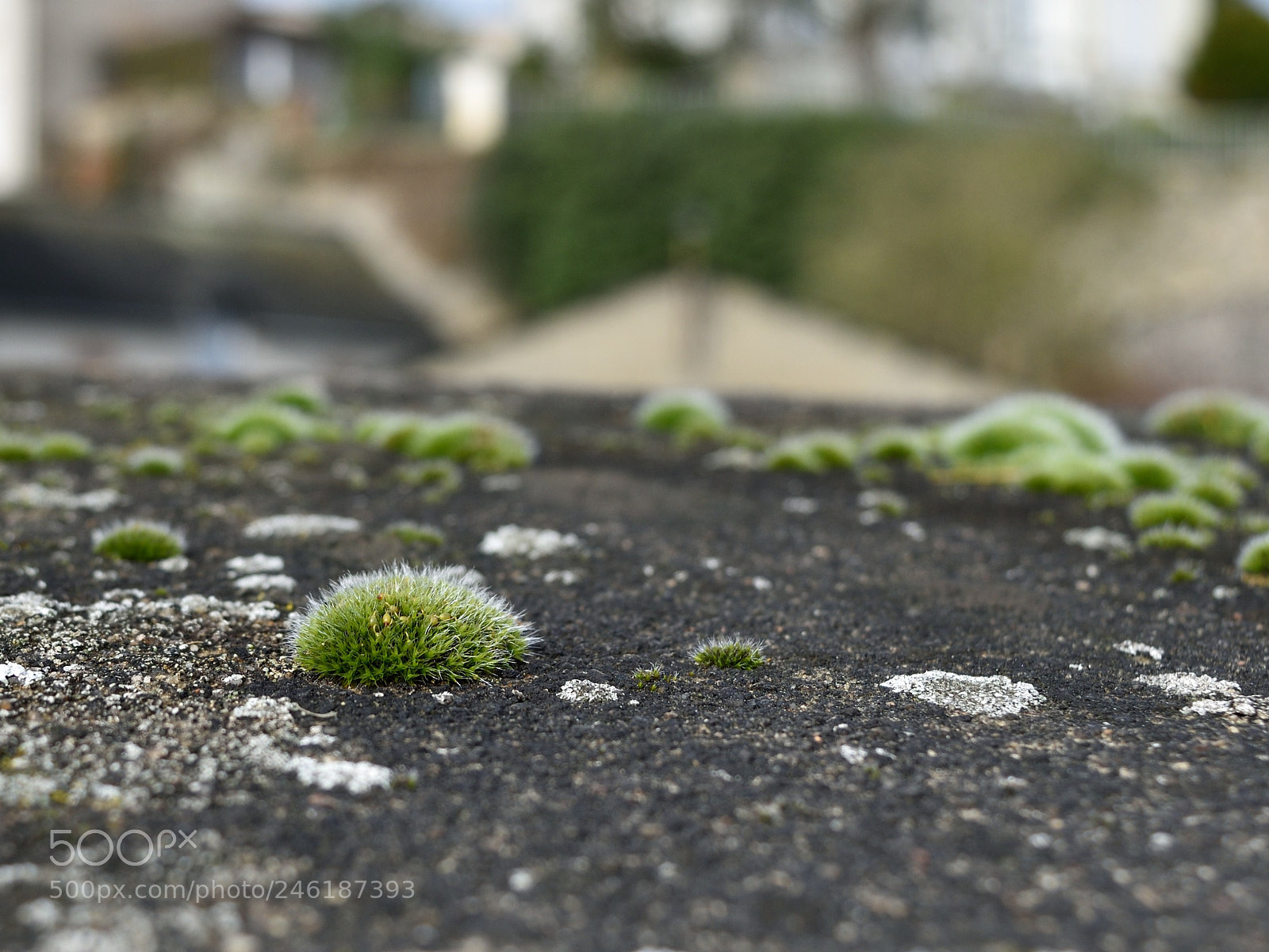 Nikon D5500 sample photo. Zoom photography