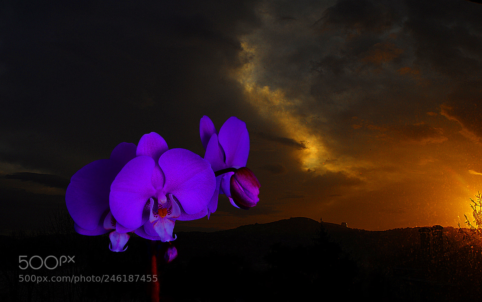 Nikon D200 sample photo. Orchids at sunrise photography