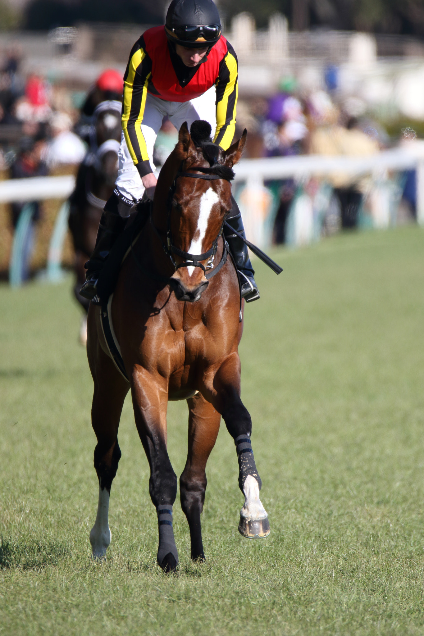 Sigma 150-600mm F5-6.3 DG OS HSM | C sample photo. Race horse photography