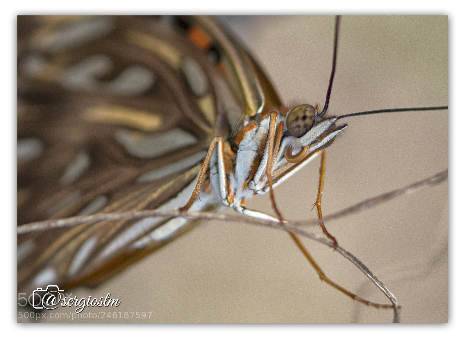 Nikon D7100 sample photo. Brown butterfly photography