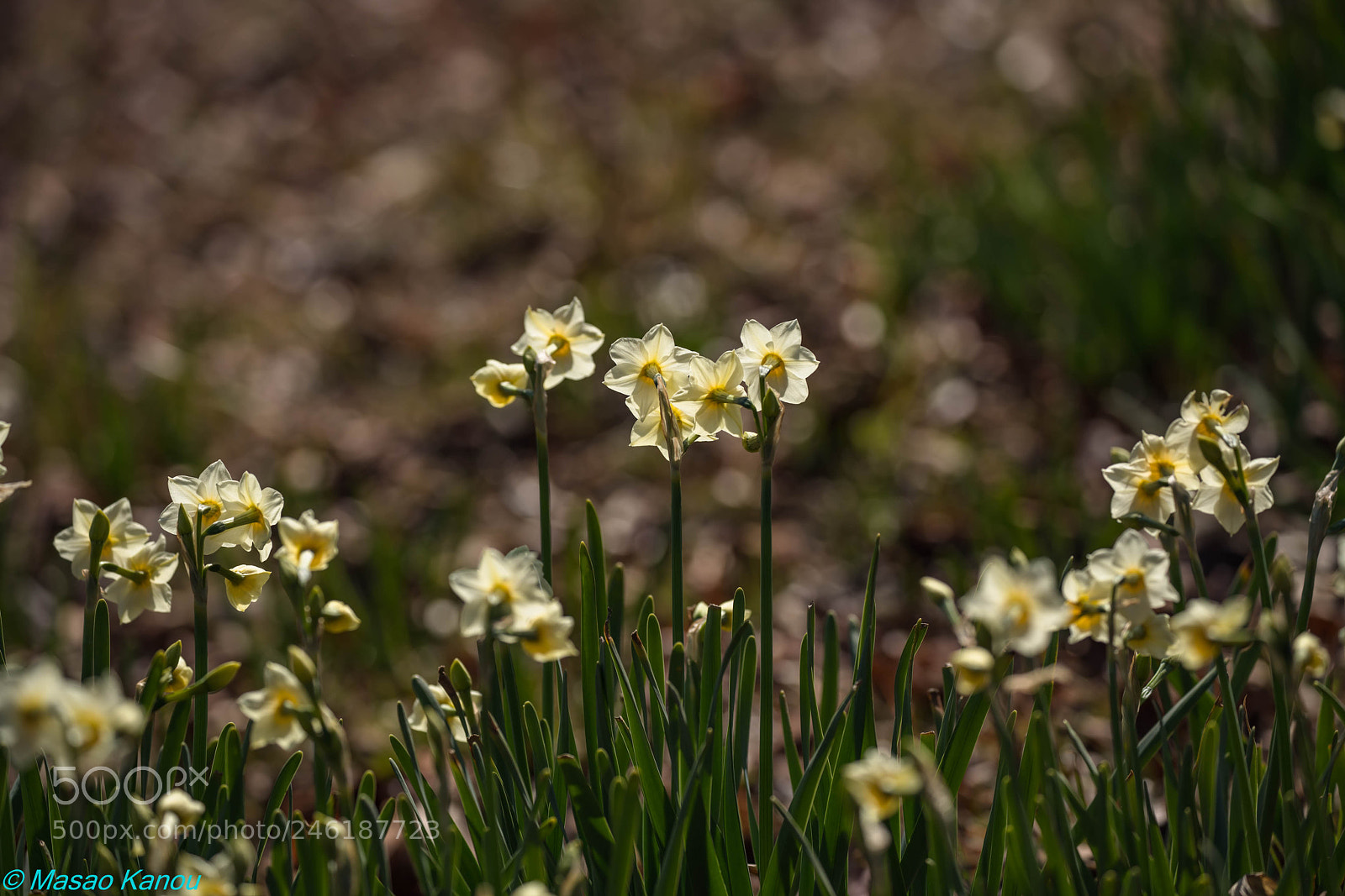 Sony a7R III sample photo. To come into spring photography