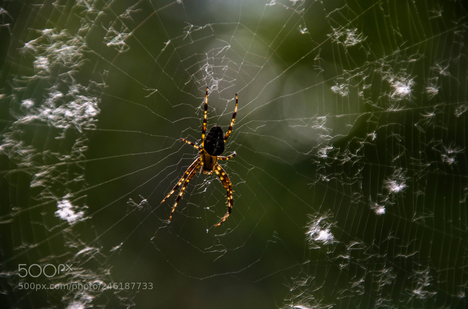 Nikon D5100 sample photo. Dutch spider photography