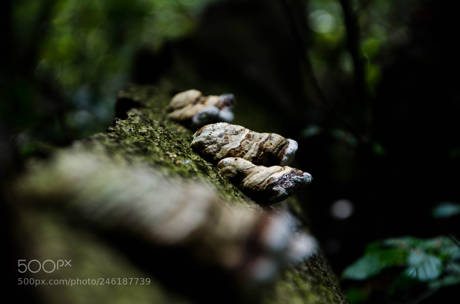 Nikon D5100 sample photo. Untitled photography