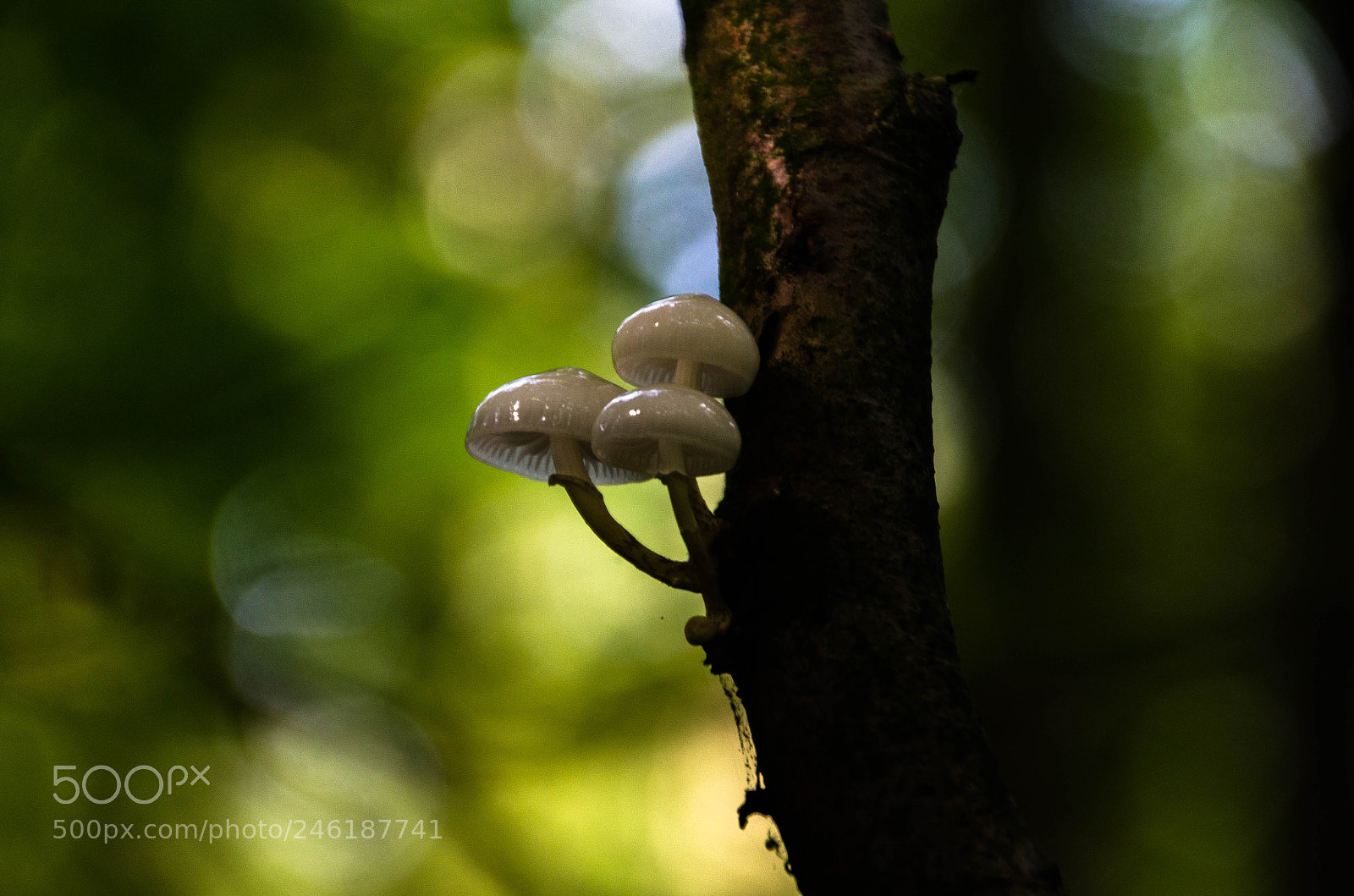 Nikon D5100 sample photo. Mushroom photography