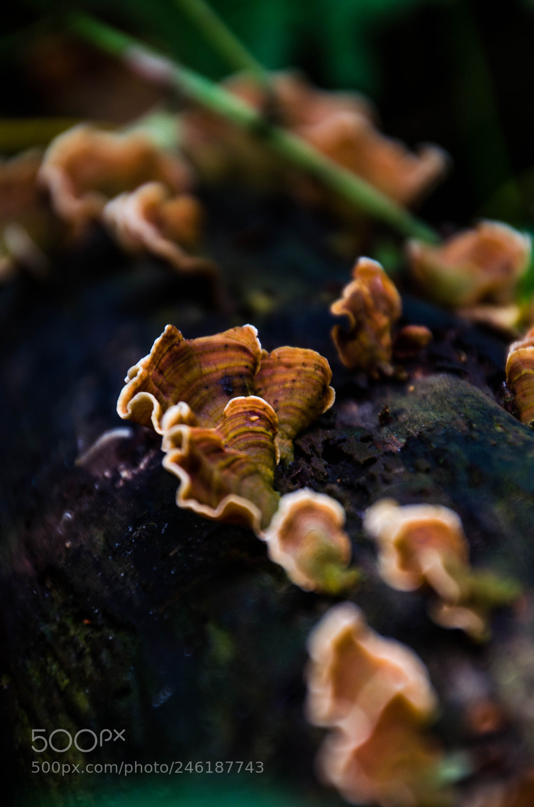 Nikon D5100 sample photo. Mushroom photography