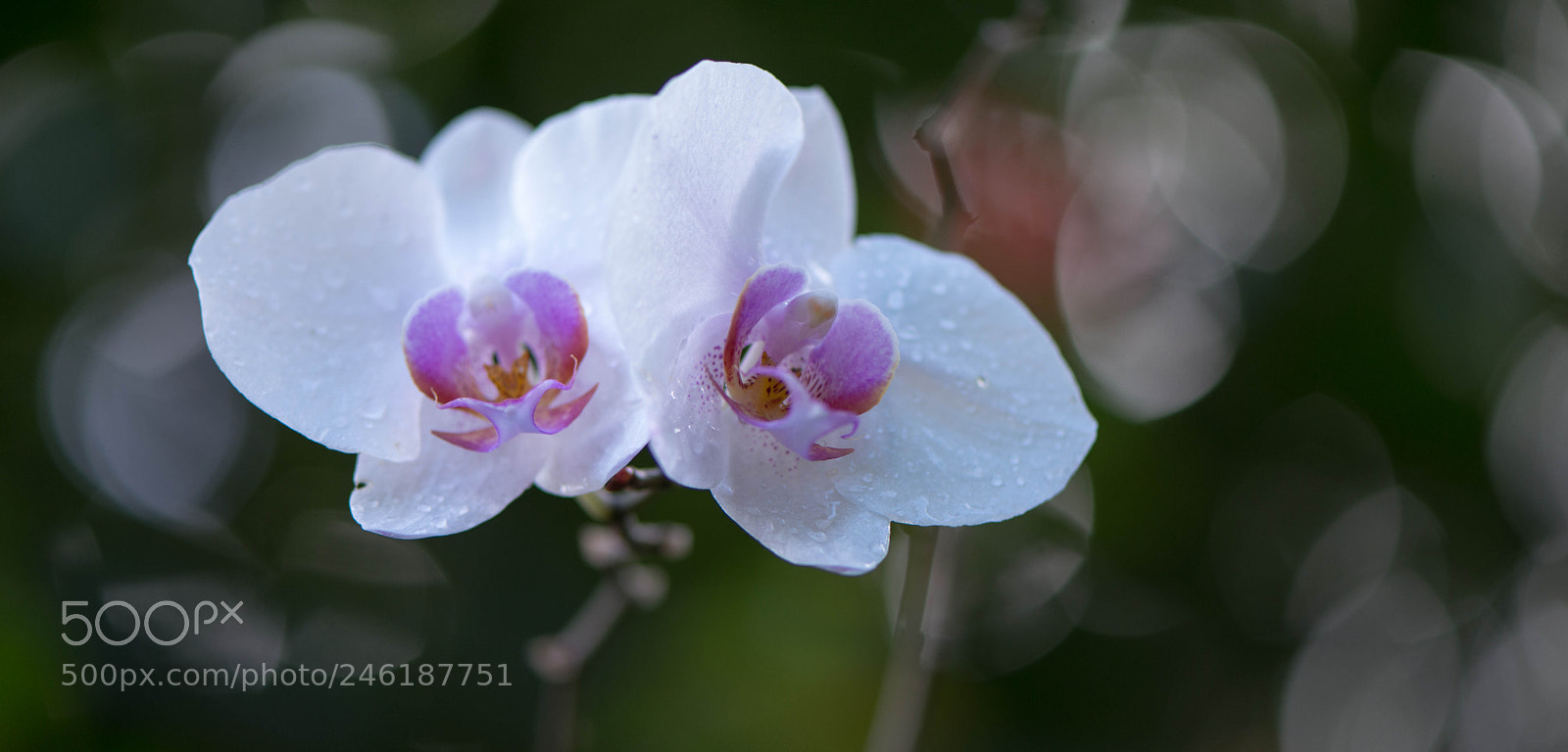 Nikon D800 sample photo. Orchid in st lucia photography