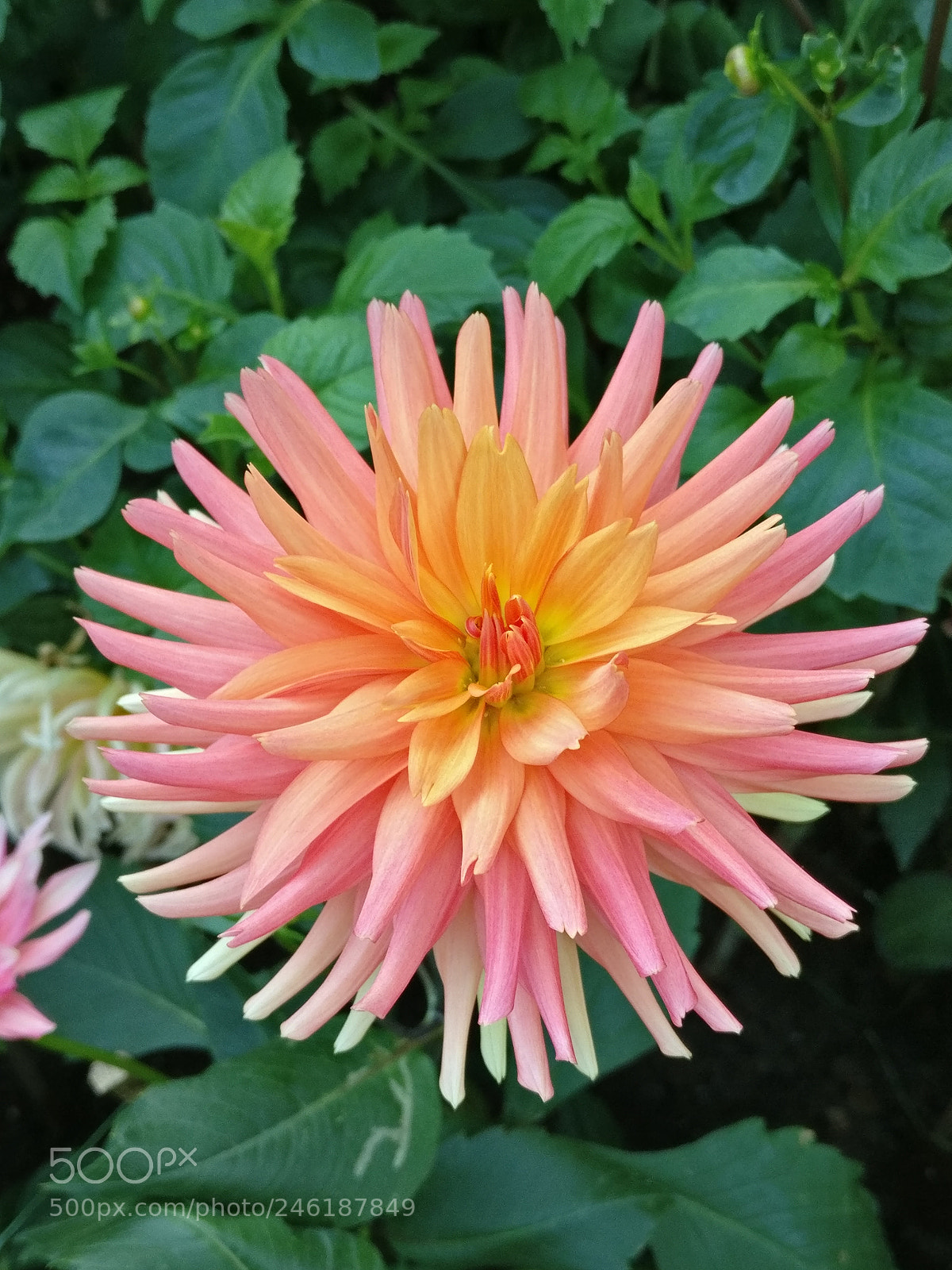 OnePlus A3010 sample photo. Stunning dahlia photography
