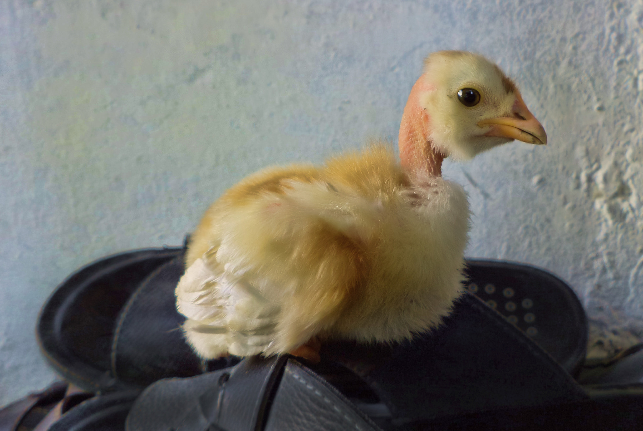Sony DSC-S5000 sample photo. Chicken photography