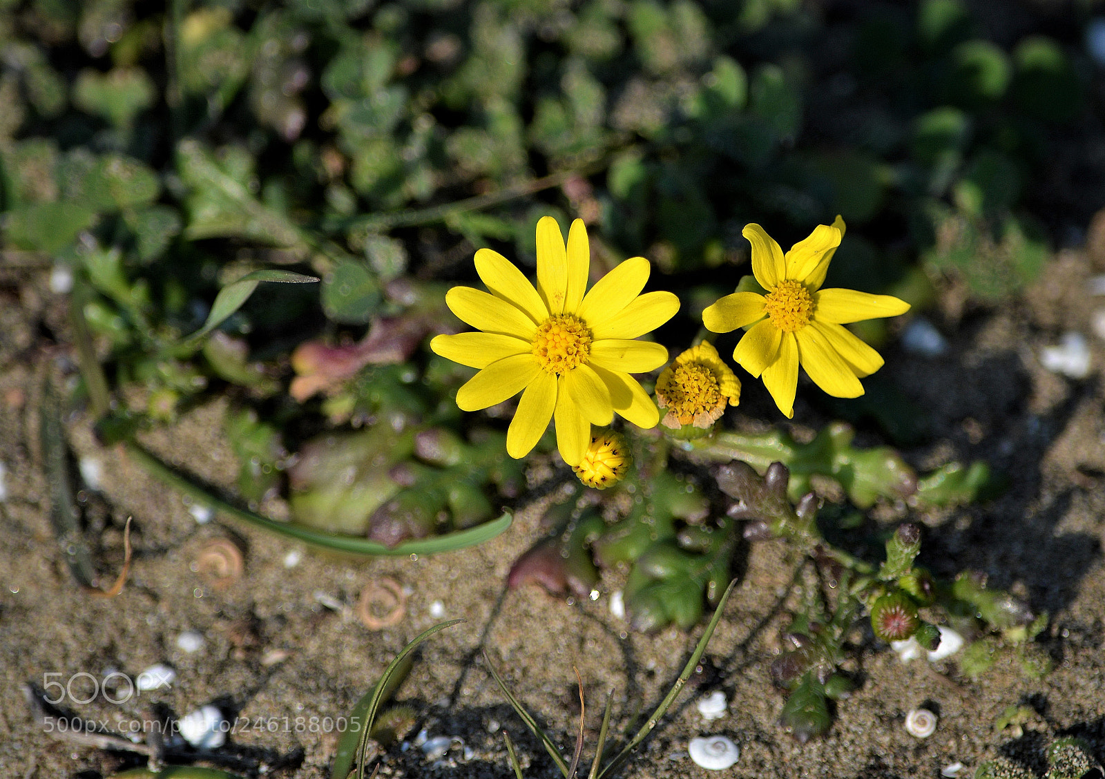 Nikon D3200 sample photo. Wildflowers photography