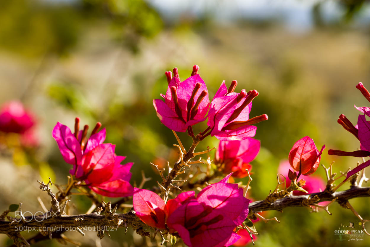 Sony a7 II sample photo. Blooming desert photography