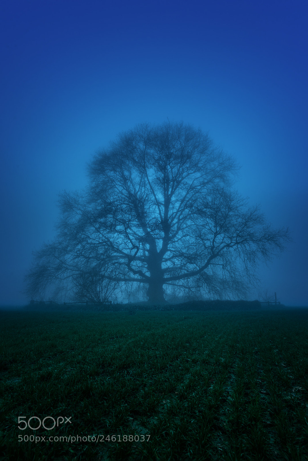 Nikon D610 sample photo. A monumental tree photography