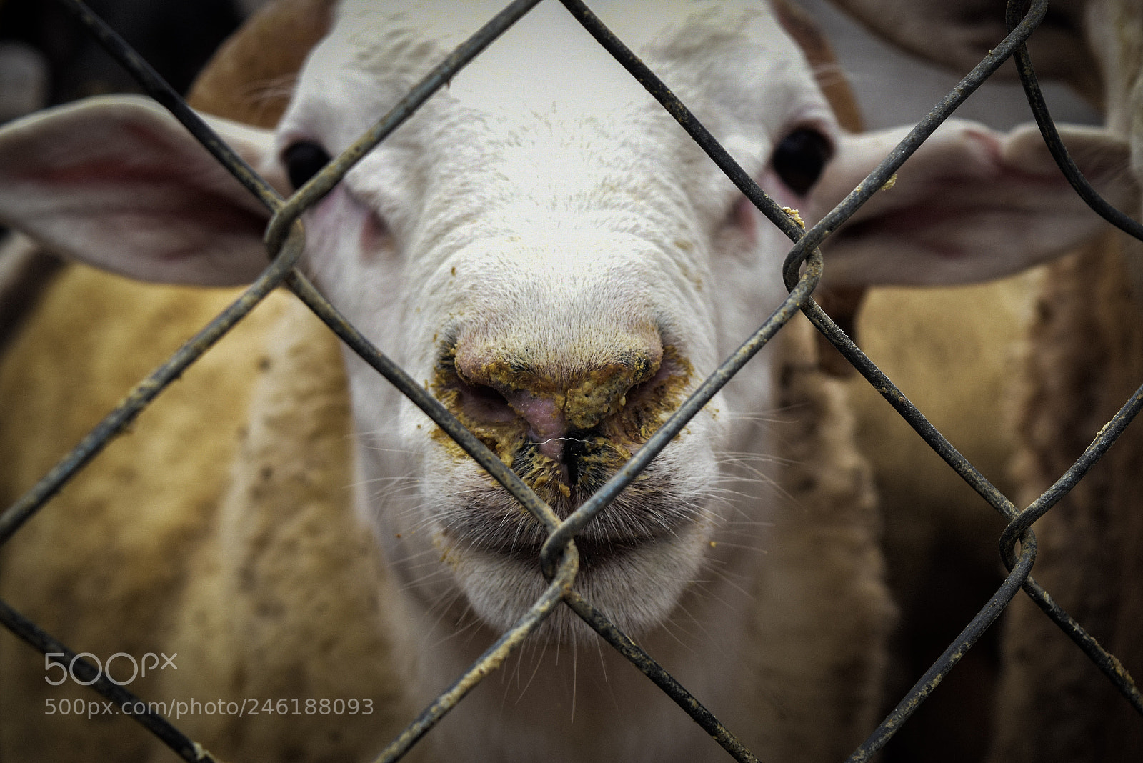 Nikon D5500 sample photo. Borrego photography