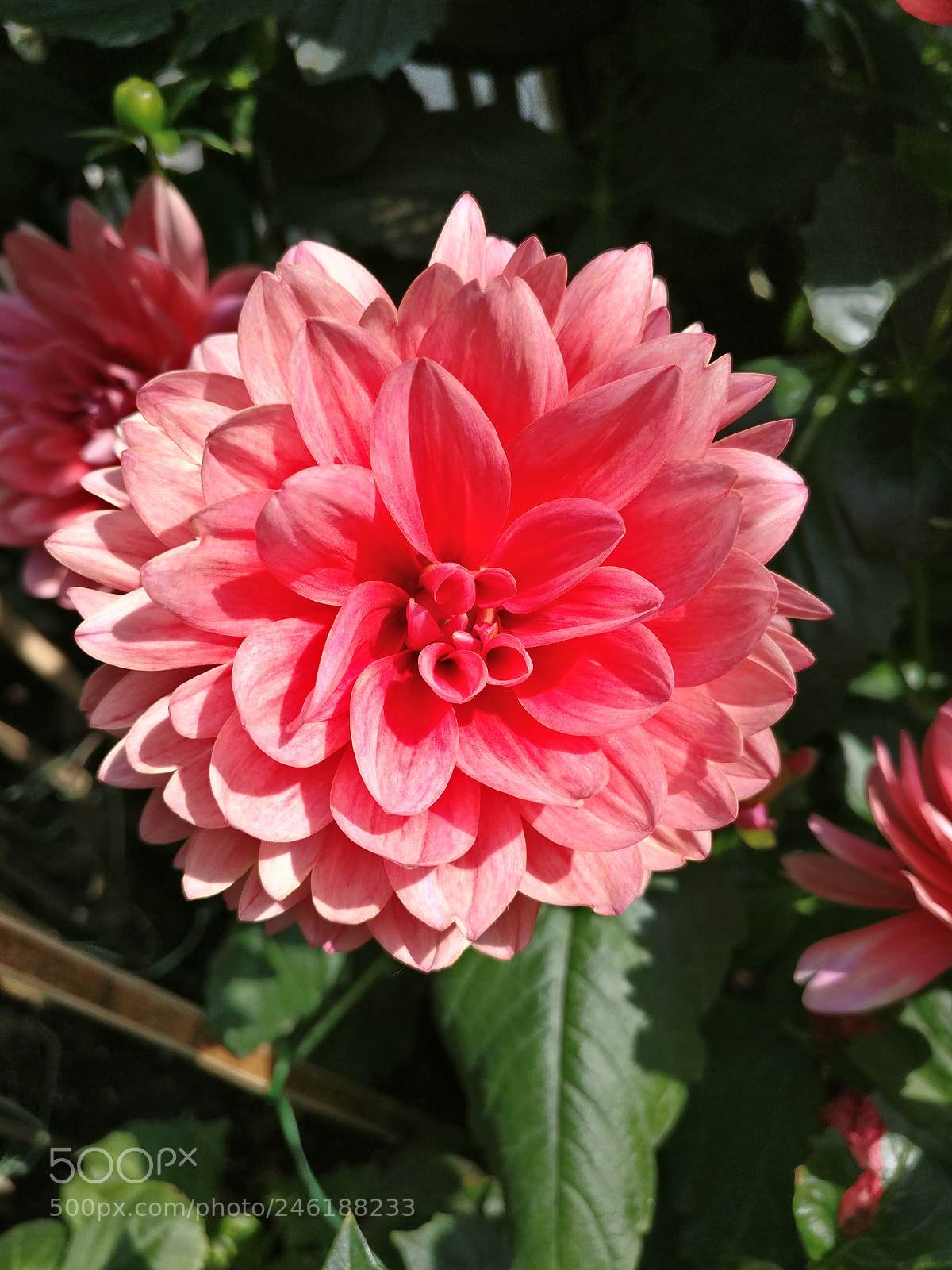 OnePlus A3010 sample photo. Stunning dahlia photography