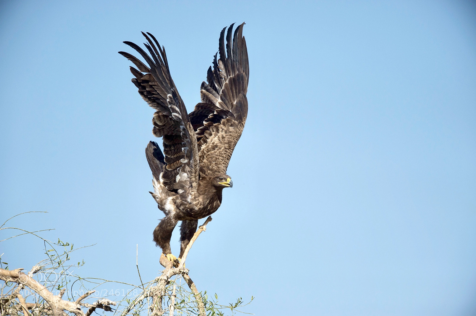 Nikon D4S sample photo. Steppe eagle- jorbheer photography