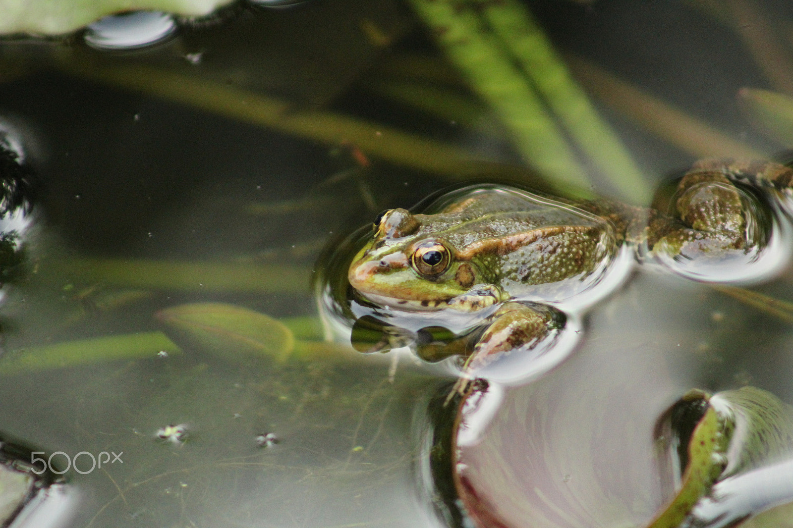 Canon EF 75-300mm f/4-5.6 USM sample photo. Rana en el parque de castrelos vigo photography