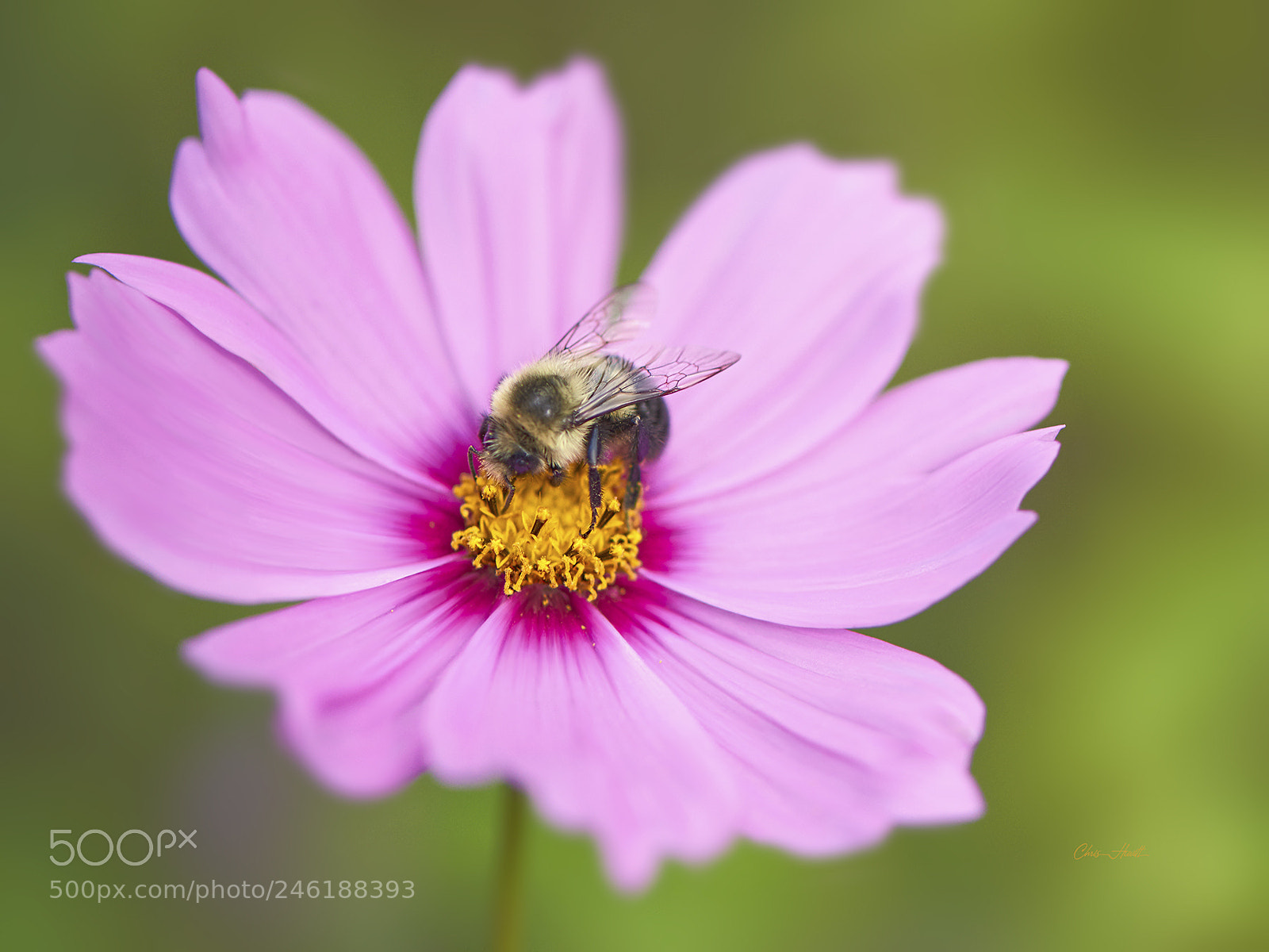 Nikon D810 sample photo. Bee in the cosmos photography