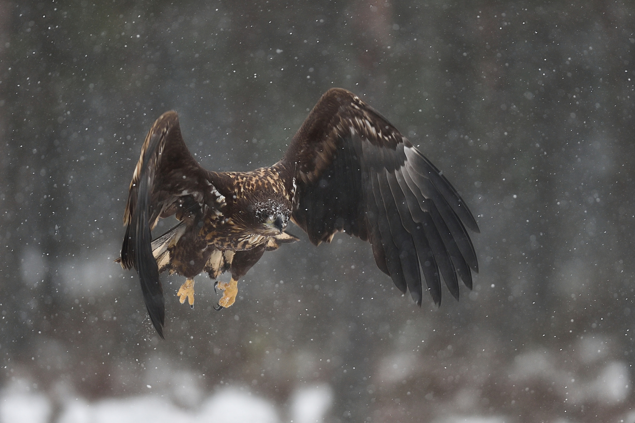 Nikon D4S sample photo. Flying through the snowfall photography