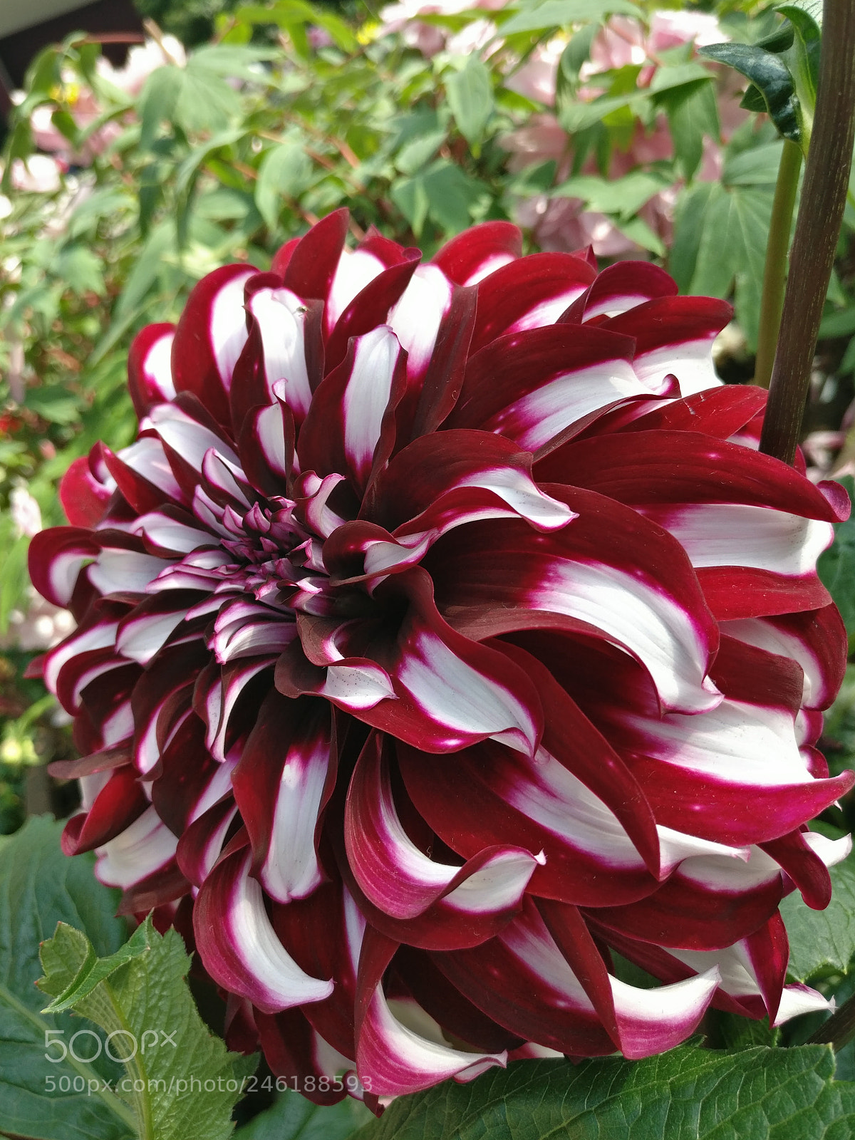 OnePlus A3010 sample photo. Stunning dahlia photography