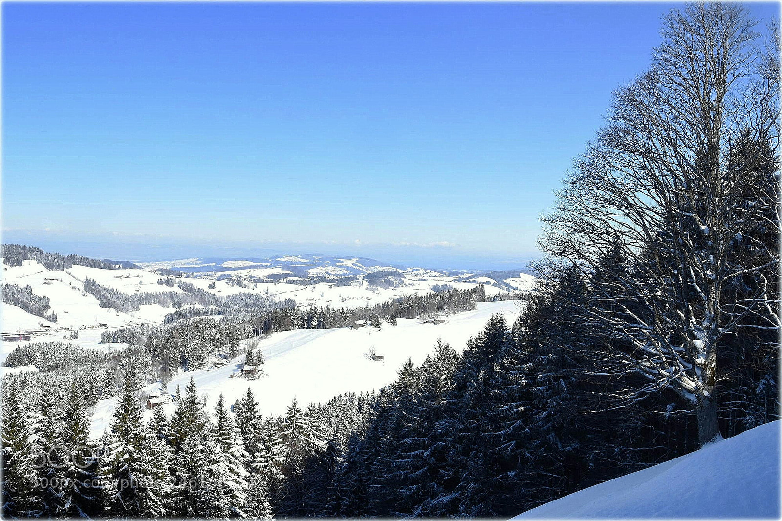 Nikon D7200 sample photo. "view;with tree,;" photography