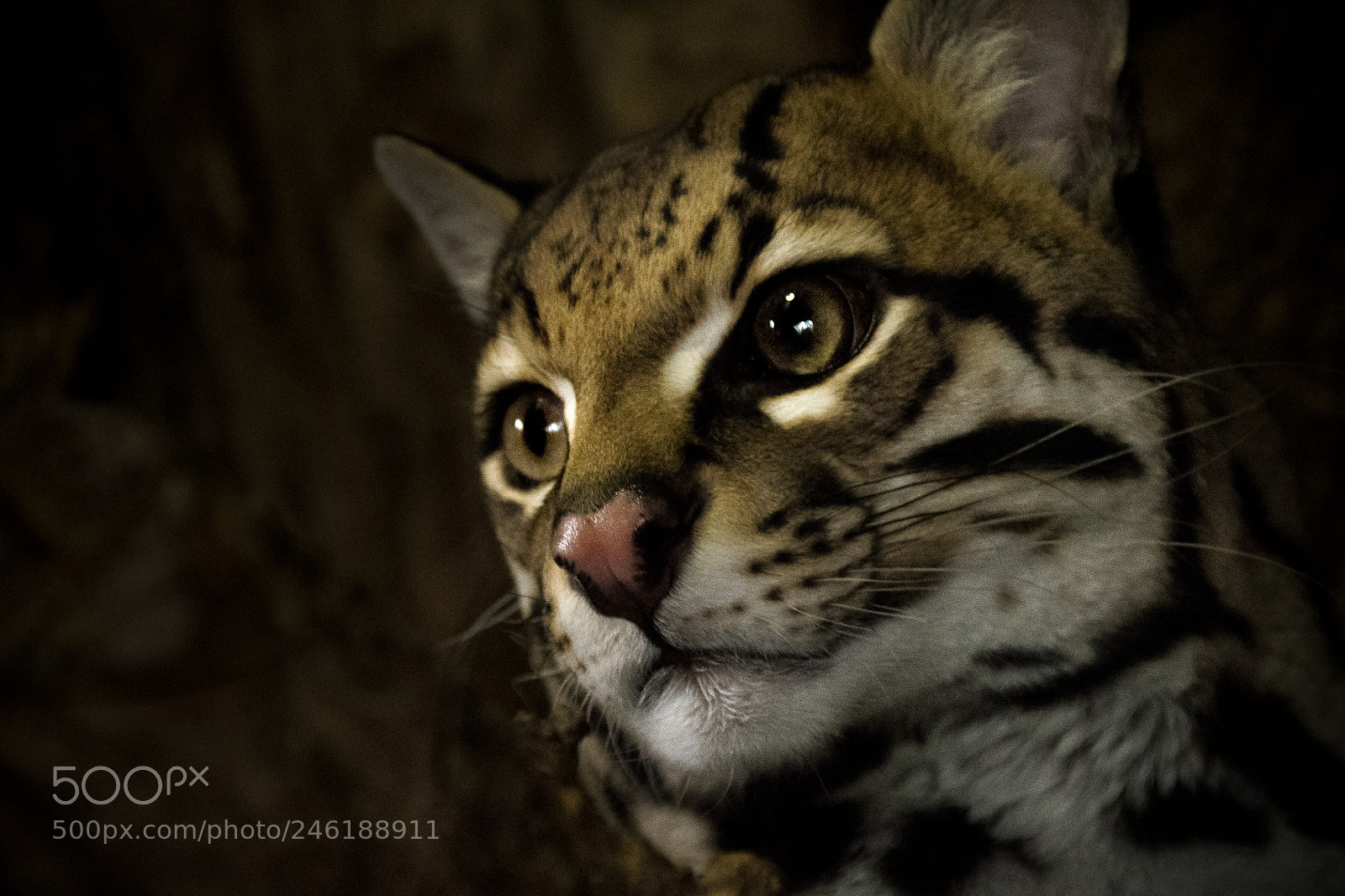Nikon D500 sample photo. Ocelot photography