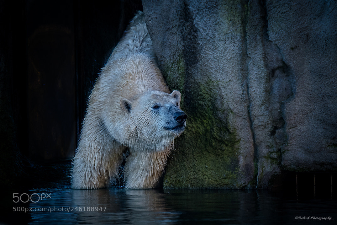 Nikon D500 sample photo. Polar bear photography