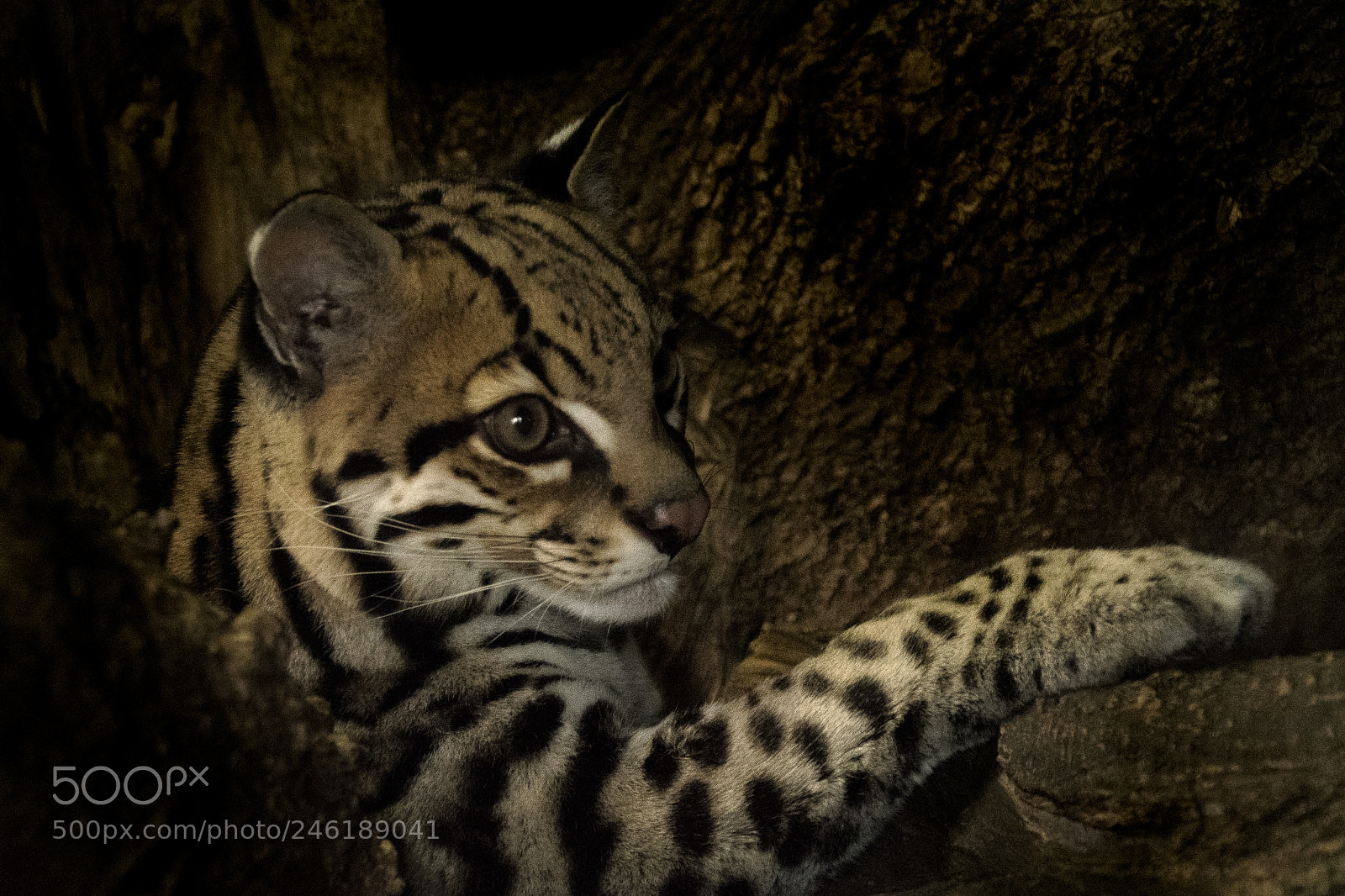 Nikon D500 sample photo. Ocelot photography
